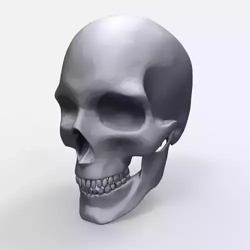 Skull Anatomy Model Printable 