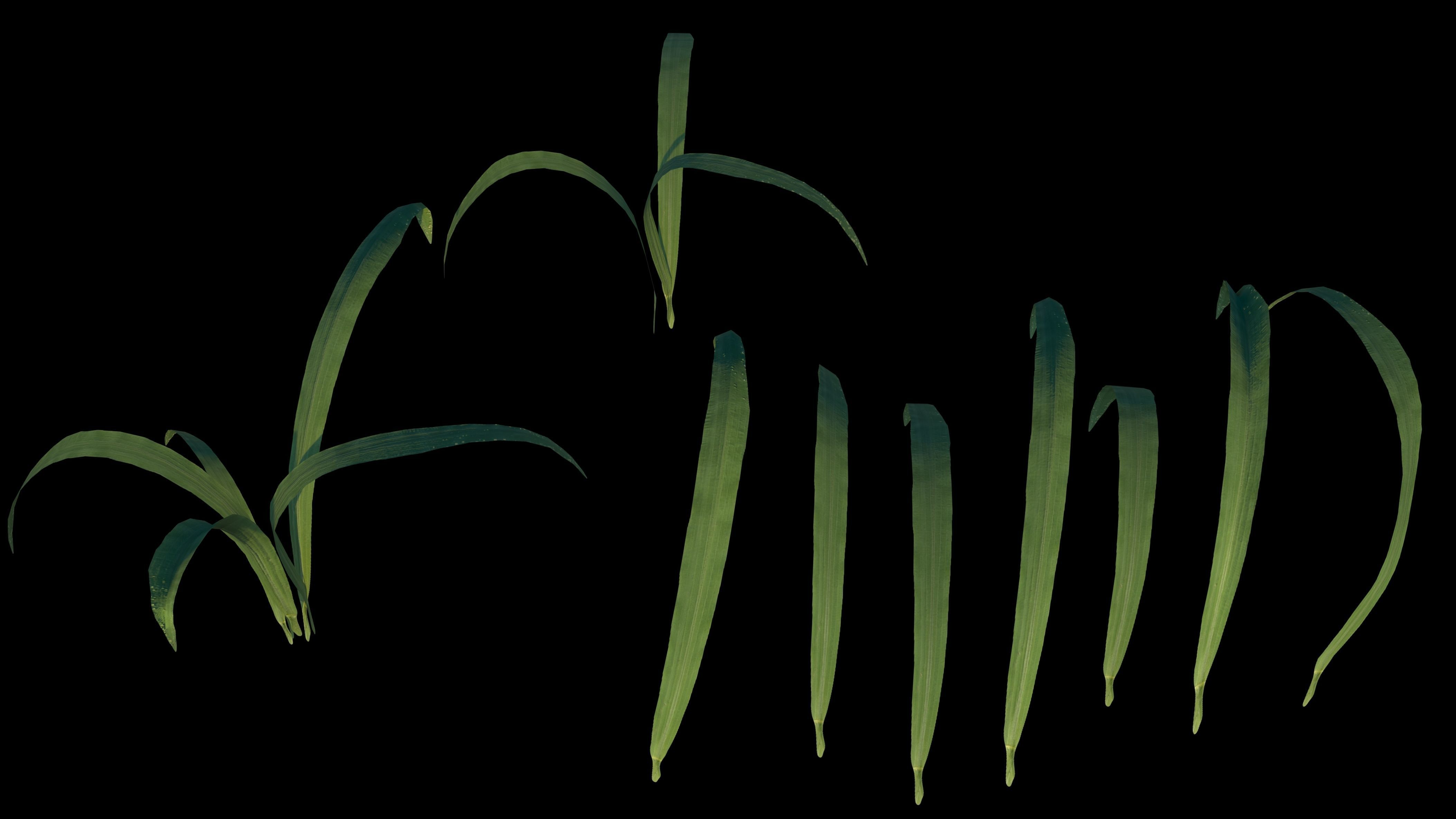 Grass Low-poly 3D model_5