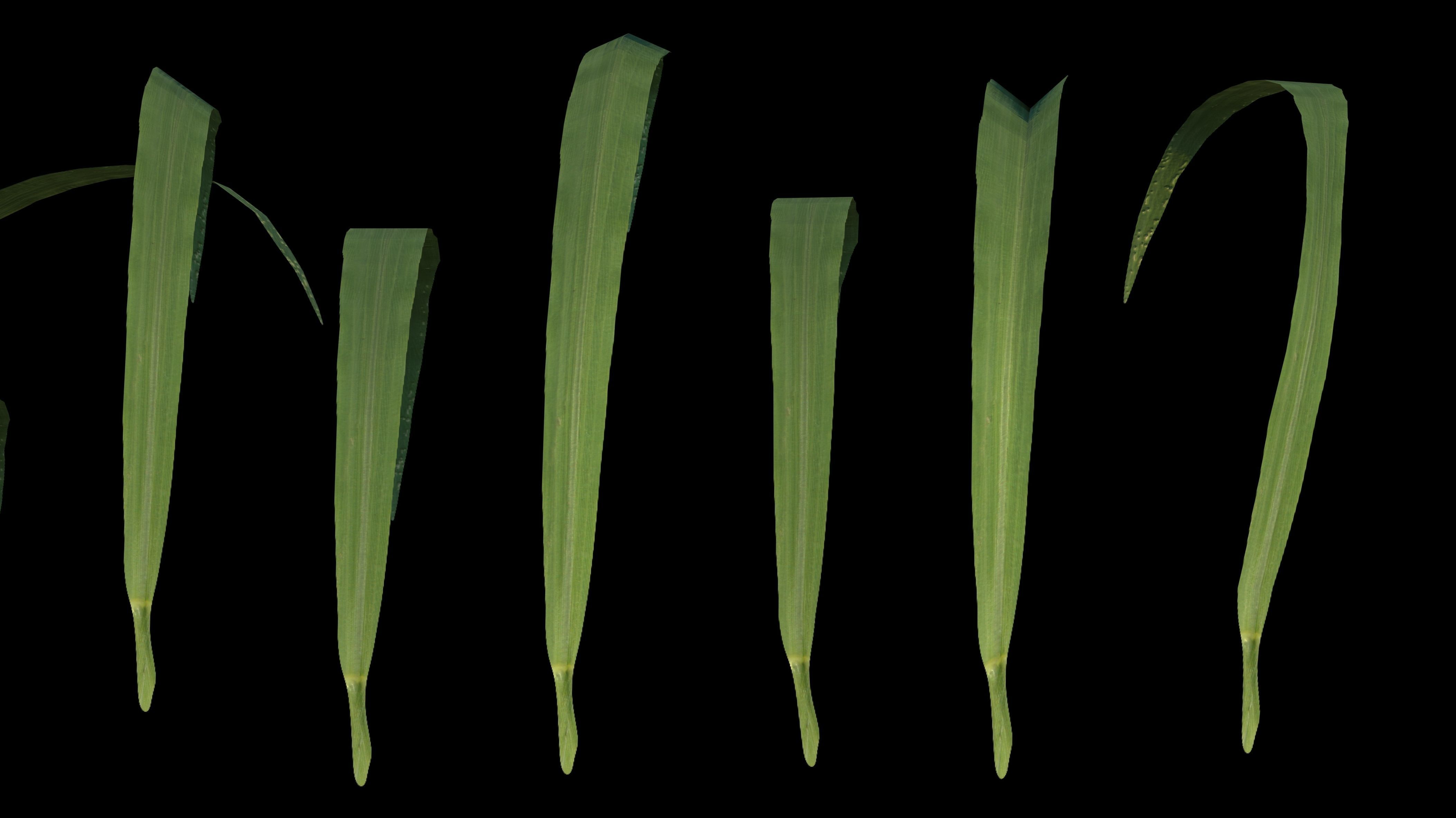 Grass Low-poly 3D model_6