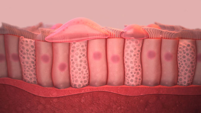 Ciliated cells 3D model 3D model