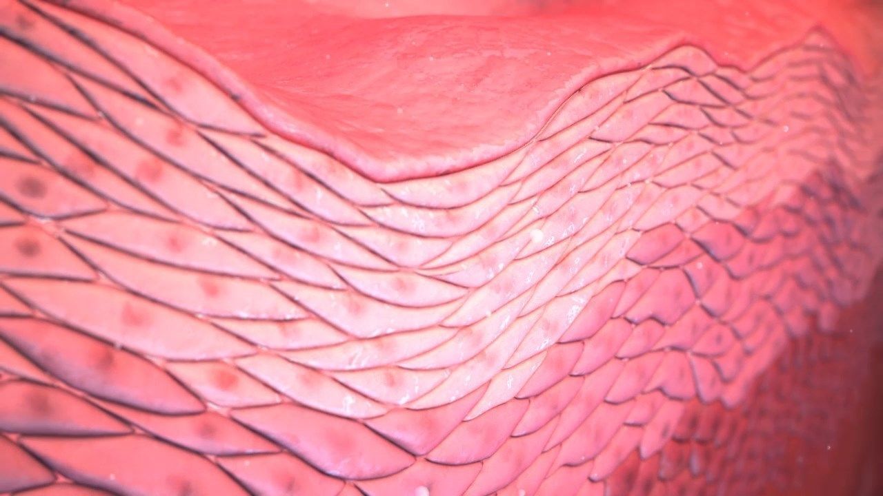 Cell layers 3D model 3D print model_2