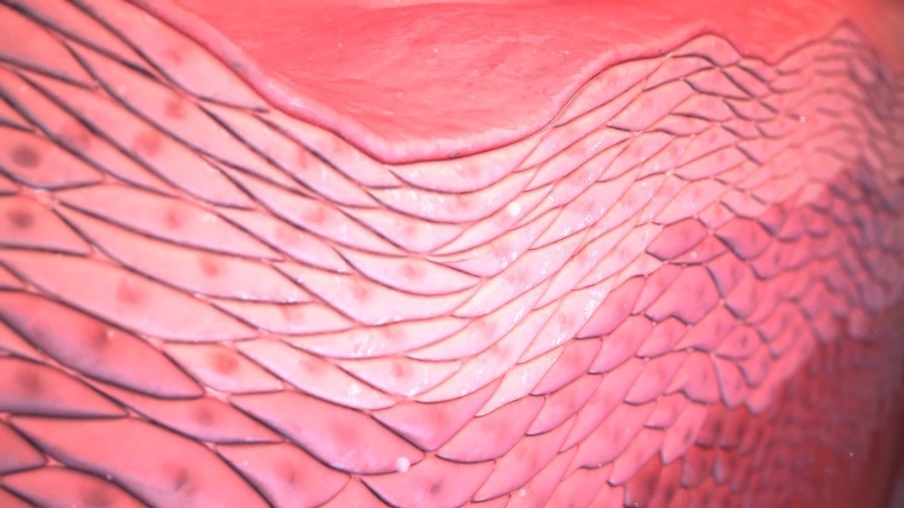 Cell layers 3D model 3D print model_3