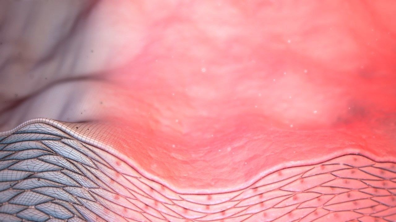 Cell layers 3D model 3D print model_4