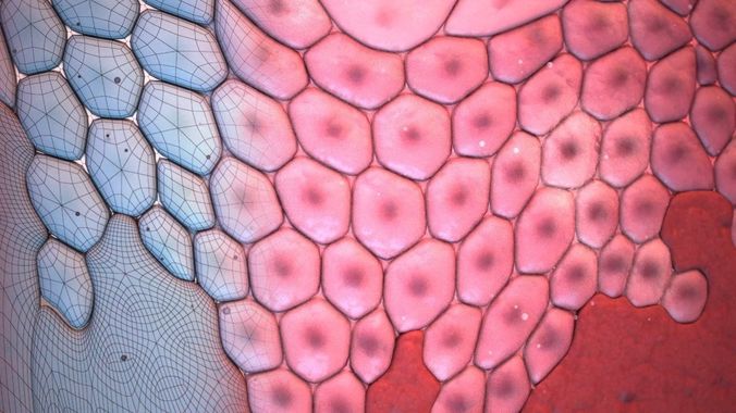 Cell layers 3D model 3D print model
