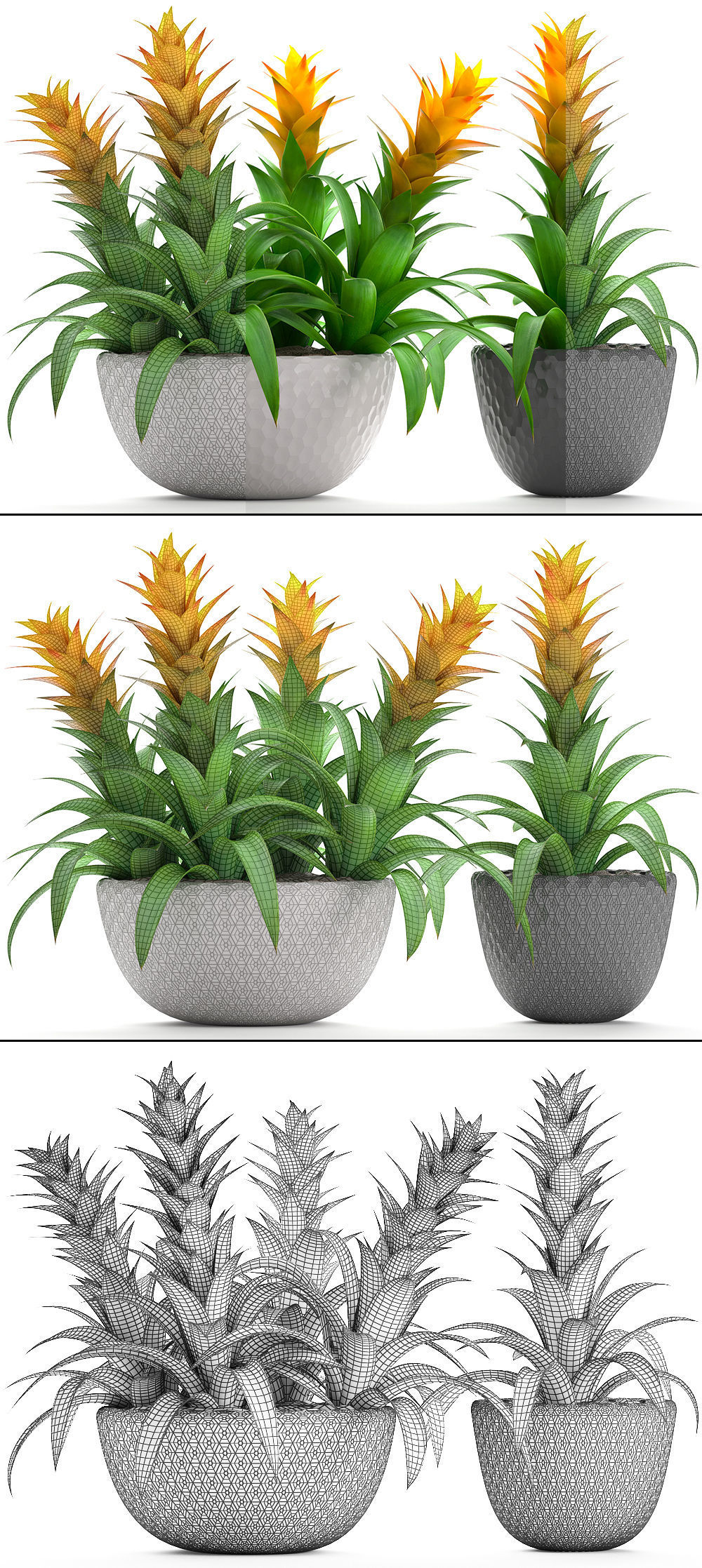 Tropical plant Bromelia 3D model_9