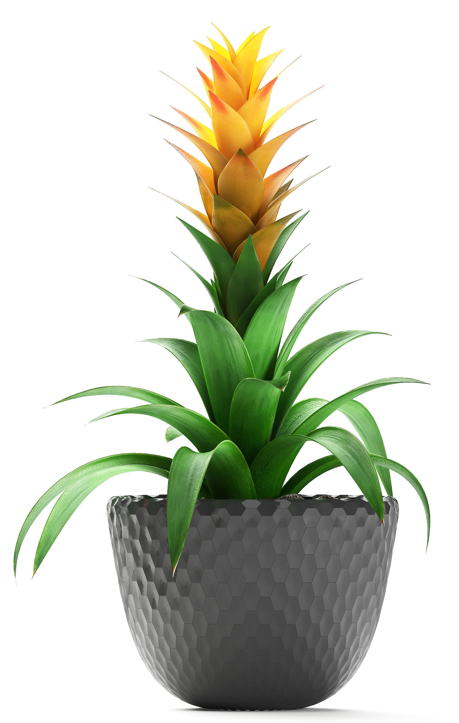 Tropical plant Bromelia 3D model_1