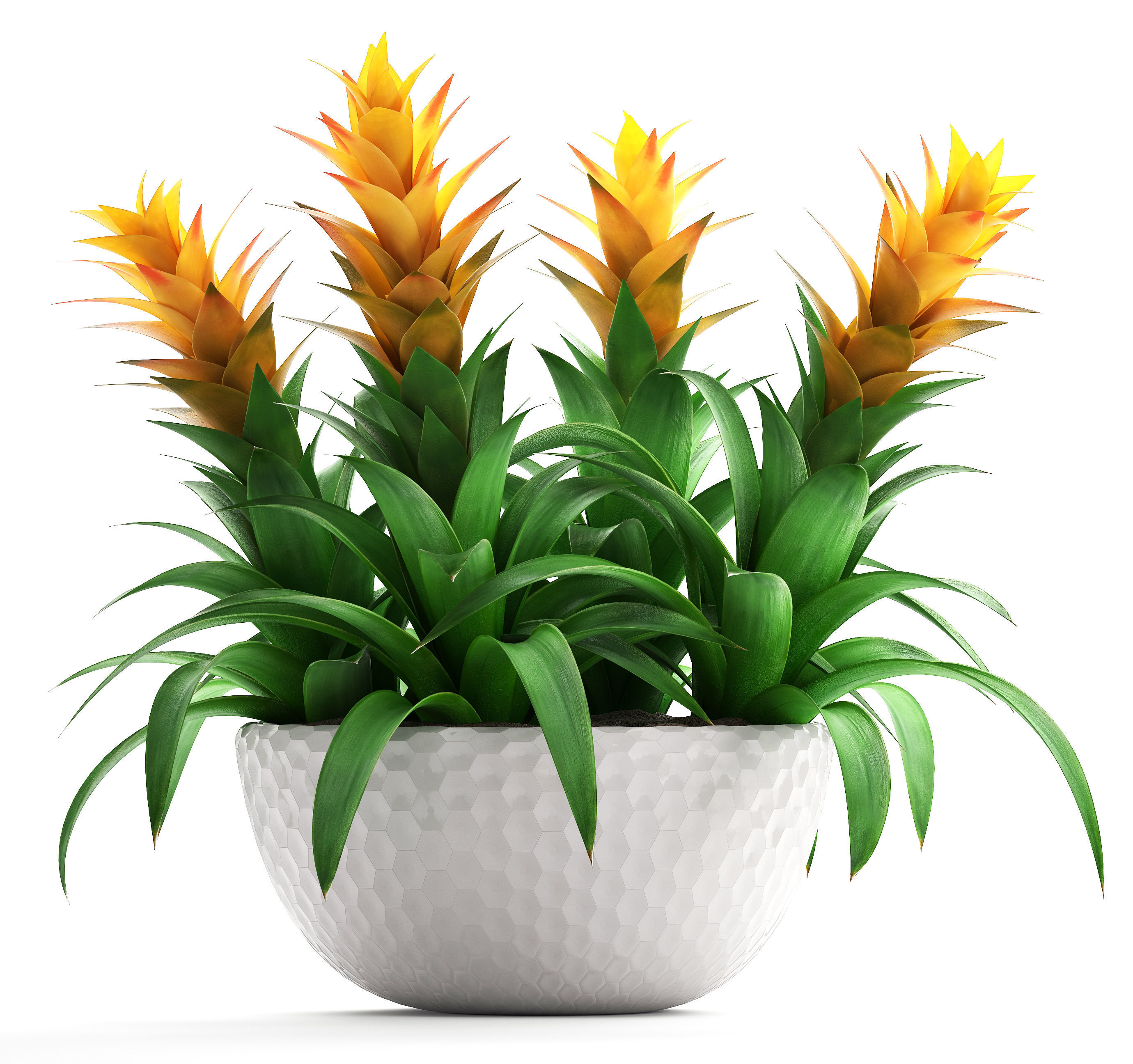 Tropical plant Bromelia 3D model_7