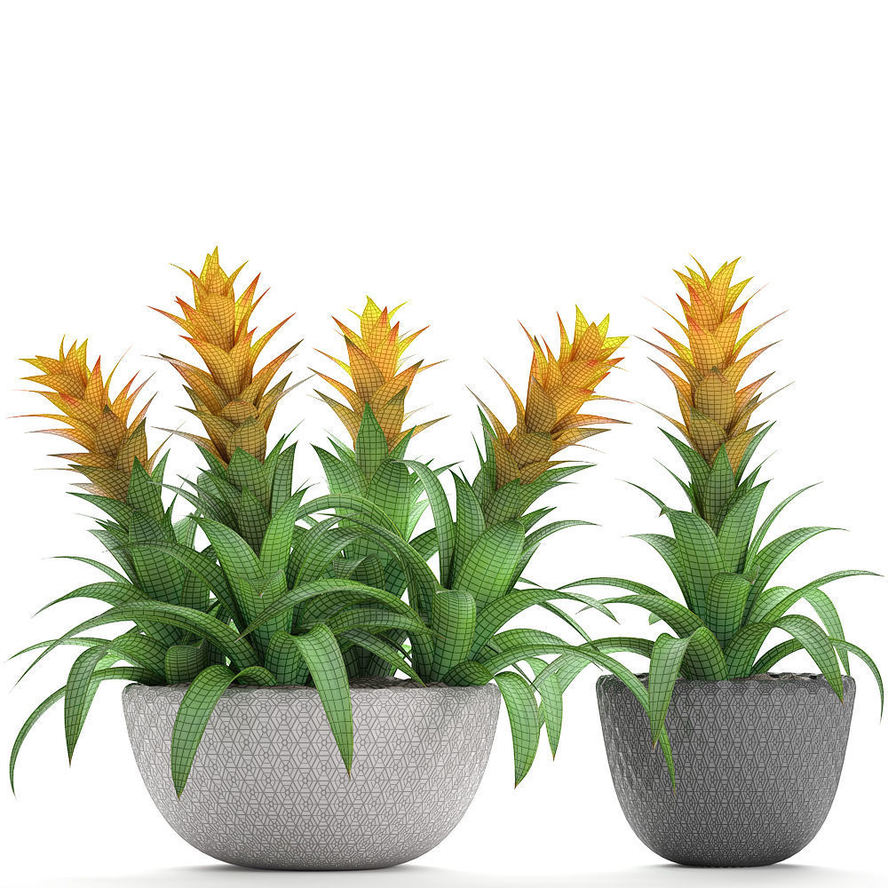 Tropical plant Bromelia 3D model_4