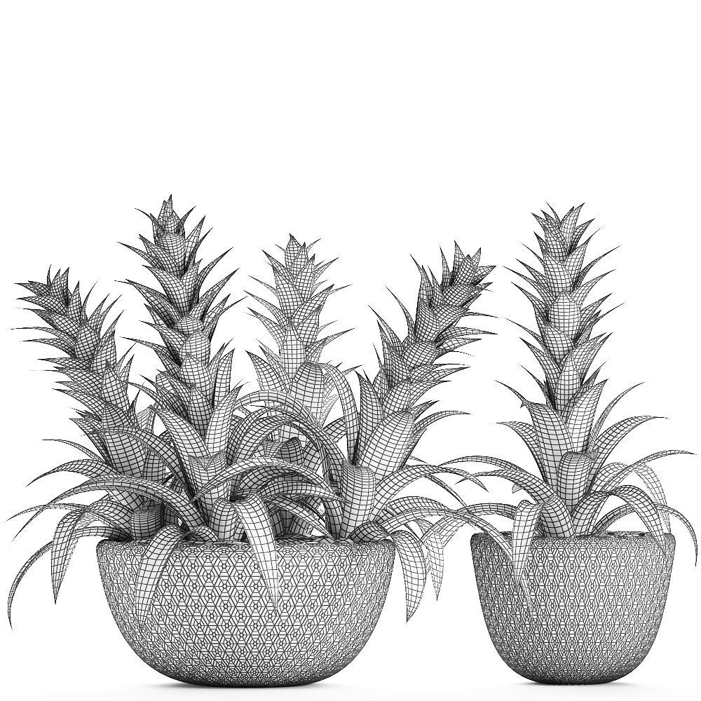 Tropical plant Bromelia 3D model_3