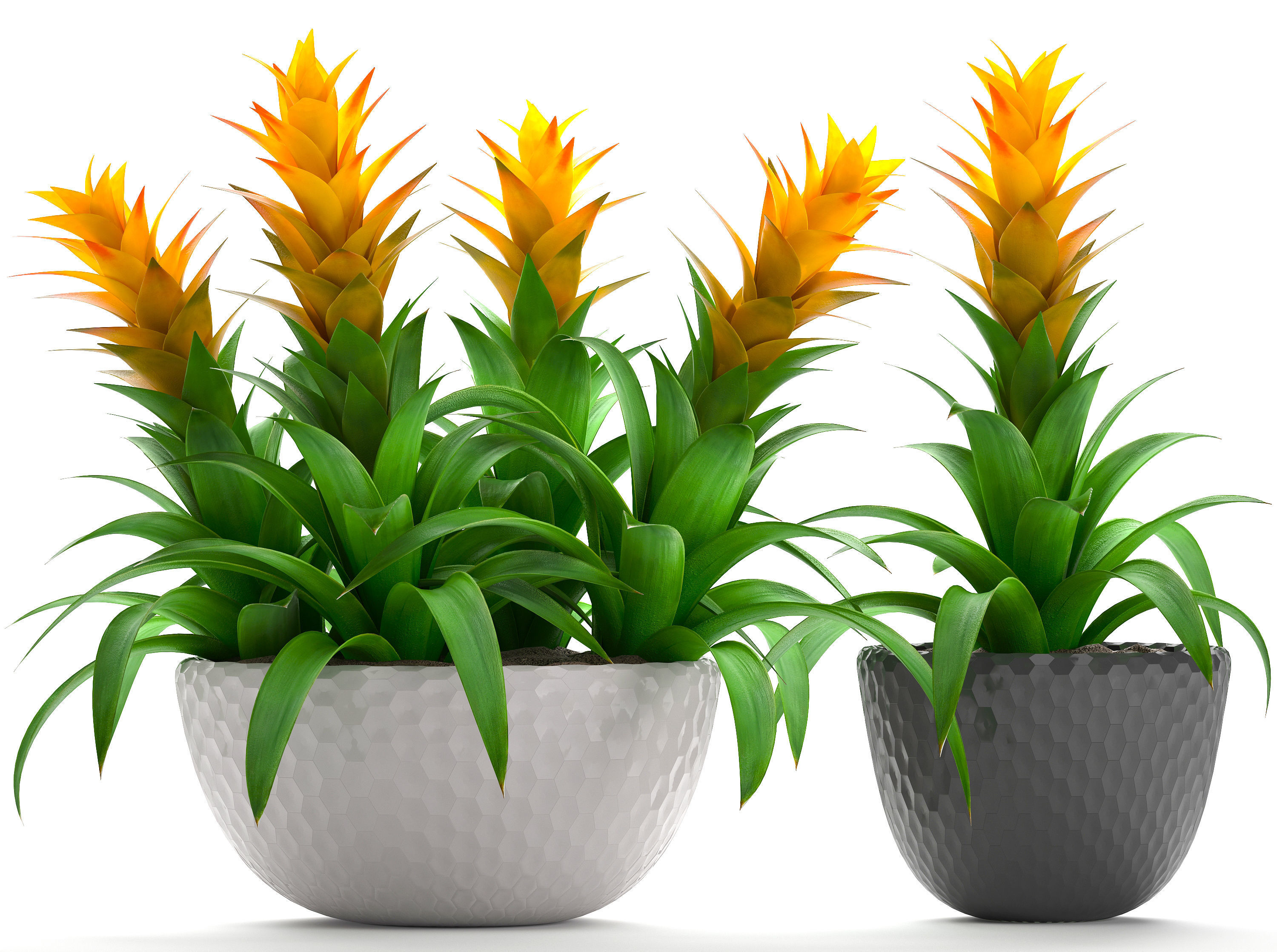 Tropical plant Bromelia 3D model_6