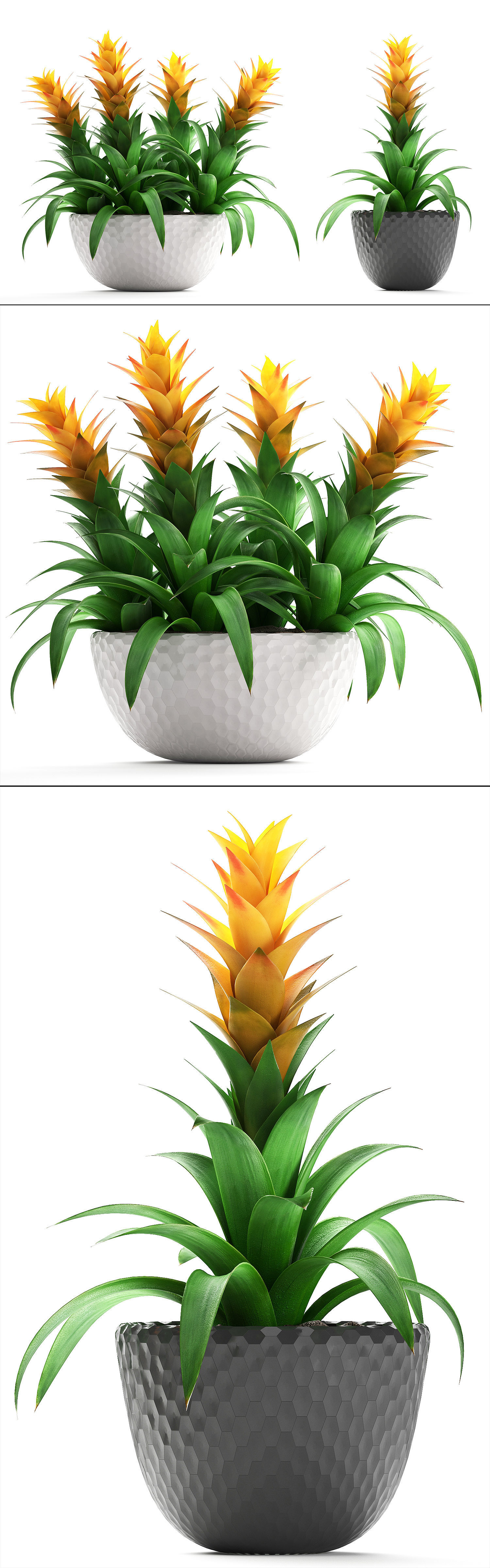 Tropical plant Bromelia 3D model_8