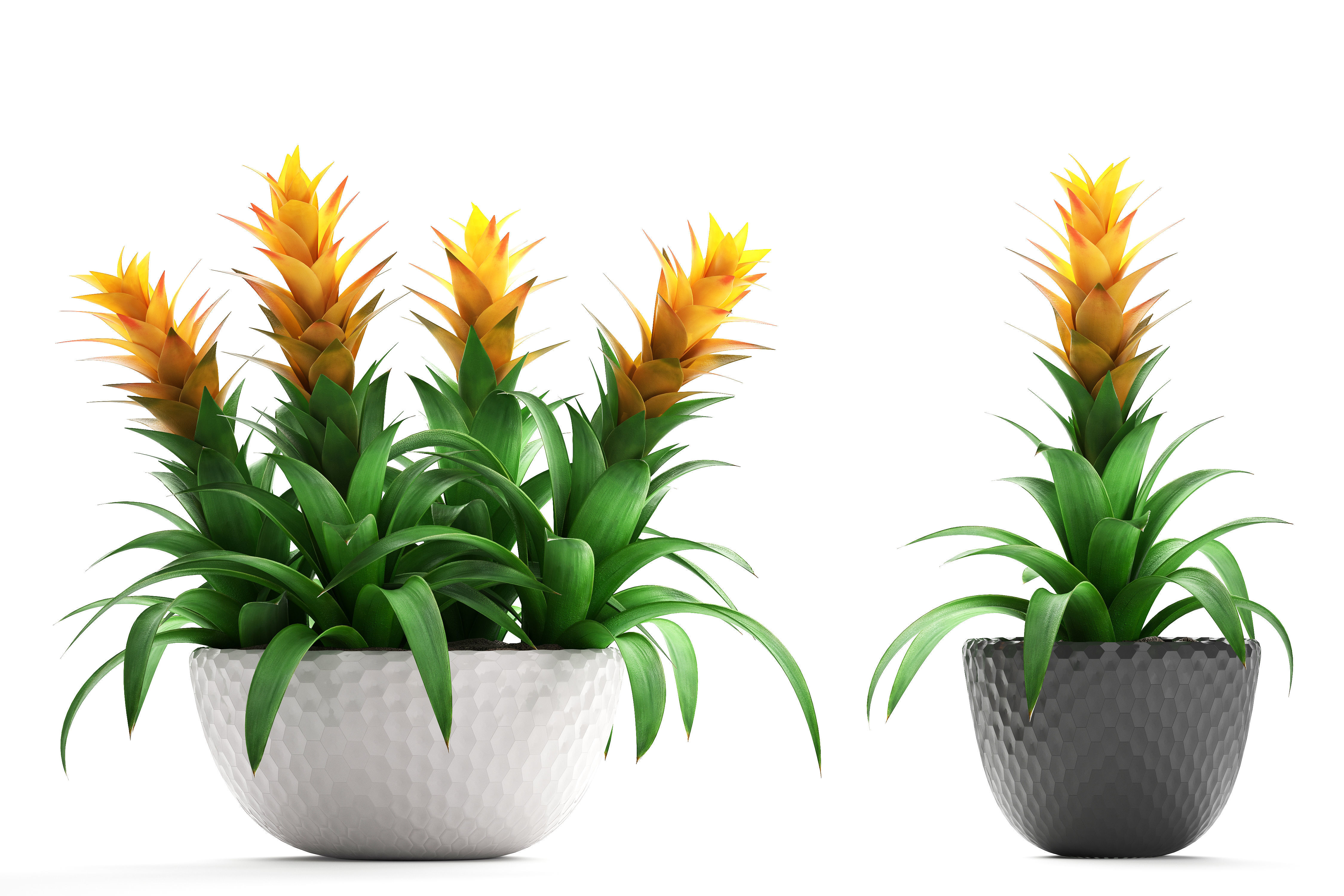 Tropical plant Bromelia 3D model_10