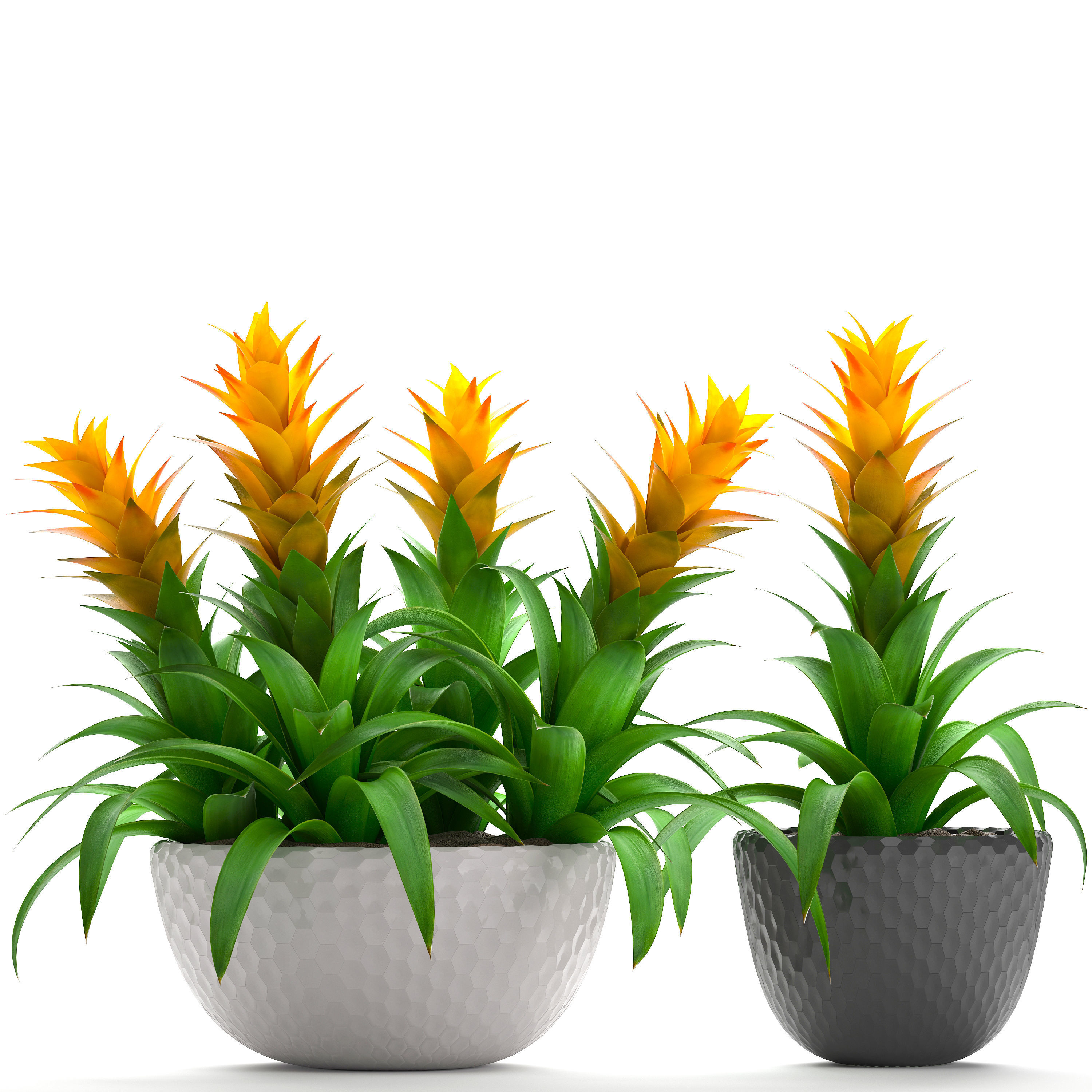 Tropical plant Bromelia 3D model_2