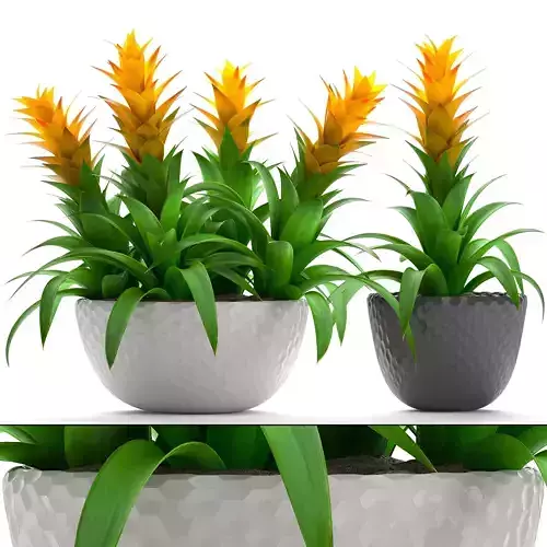 Tropical plant Bromelia 3D model