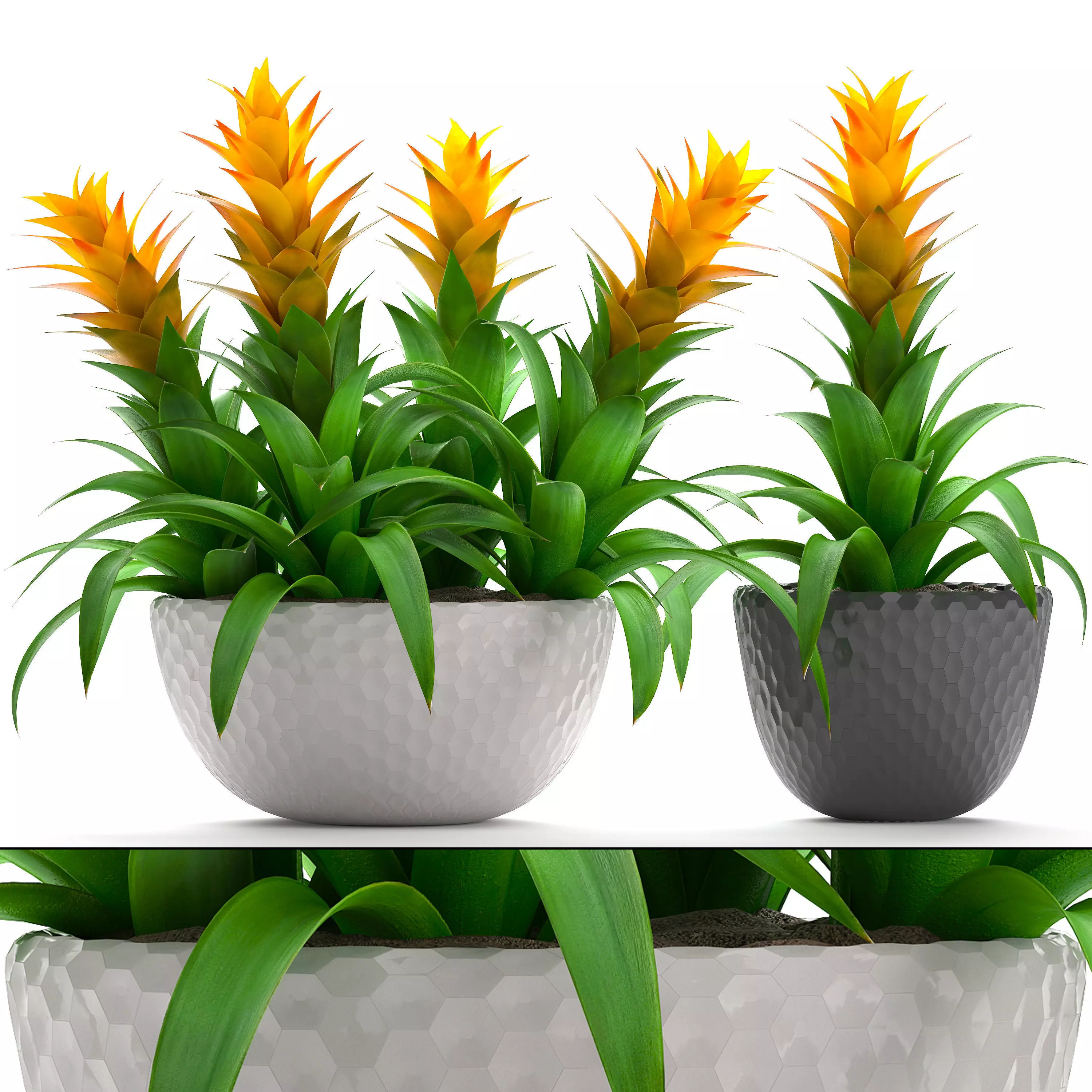 Tropical plant Bromelia 3D model_0