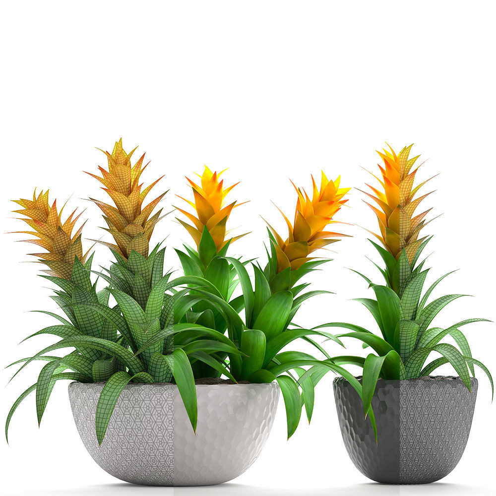 Tropical plant Bromelia 3D model_5