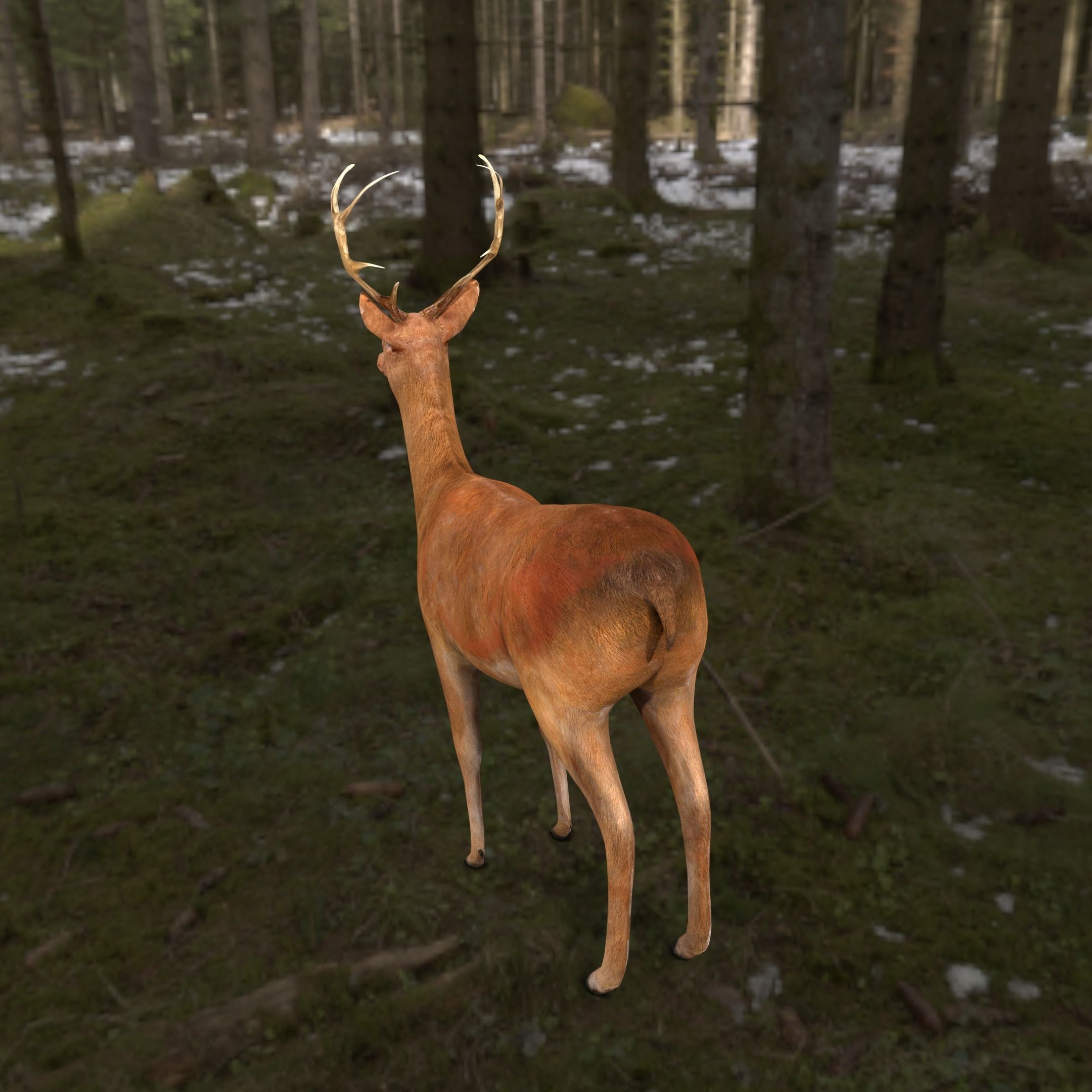 low poly deer rigged Low-poly 3D model_4