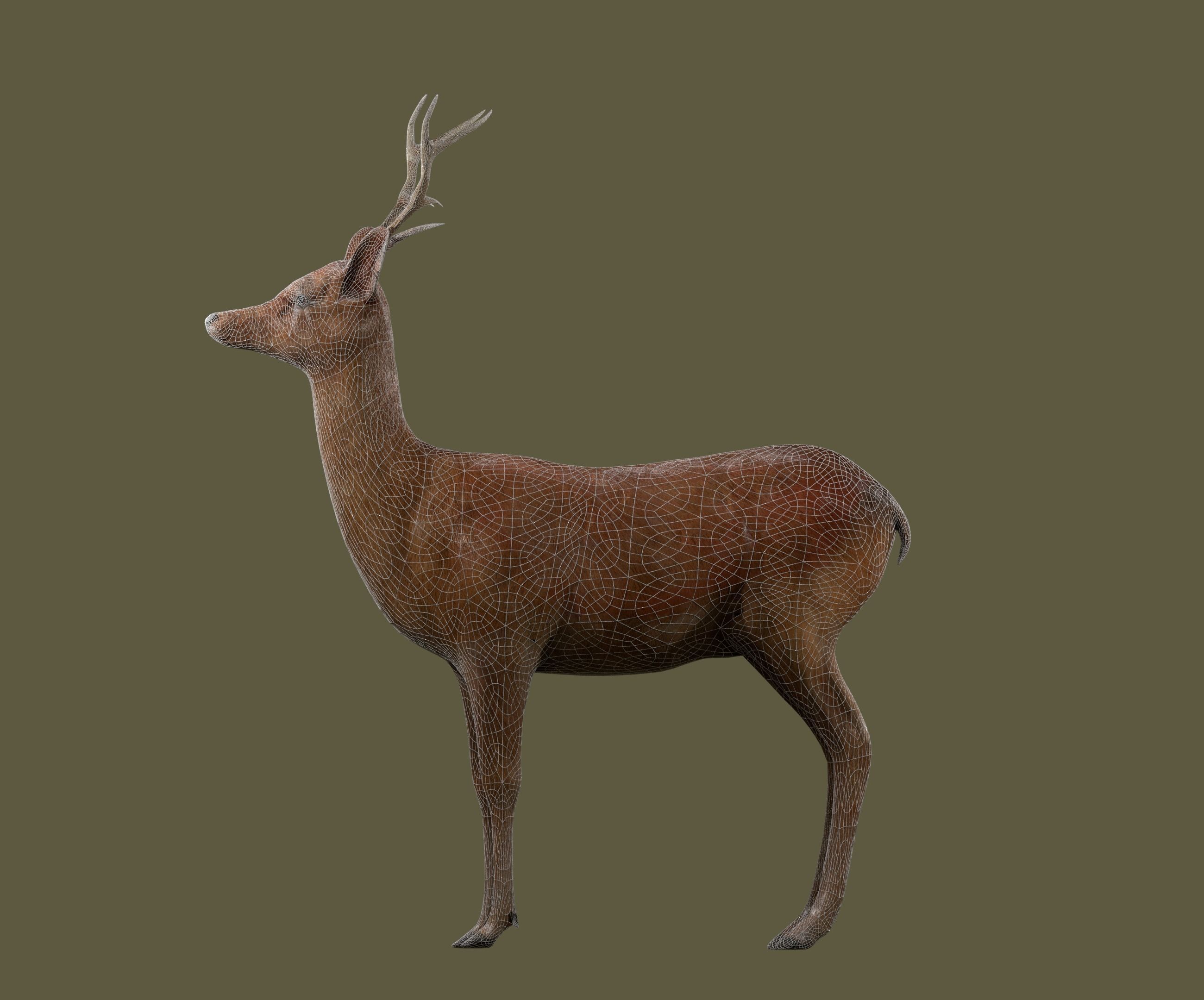 low poly deer rigged Low-poly 3D model_10