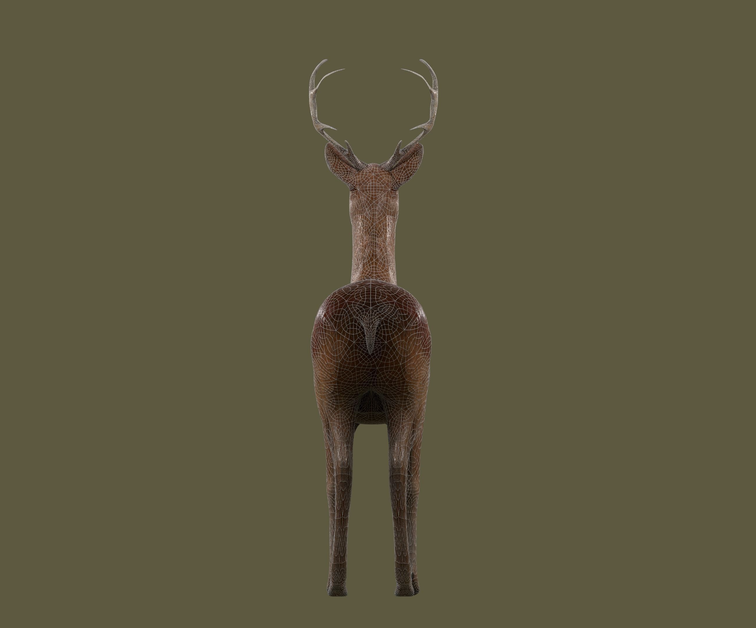low poly deer rigged Low-poly 3D model_12