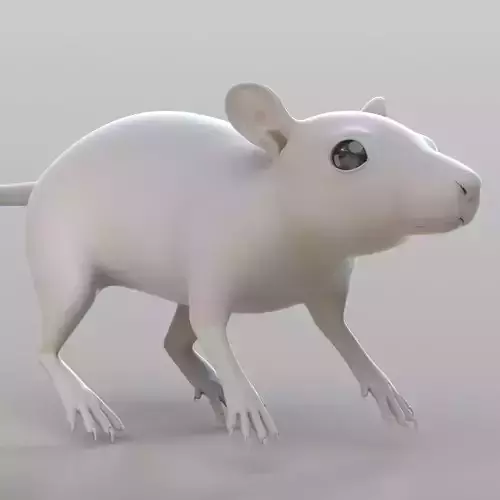 Realistic Rat rodent 3D model