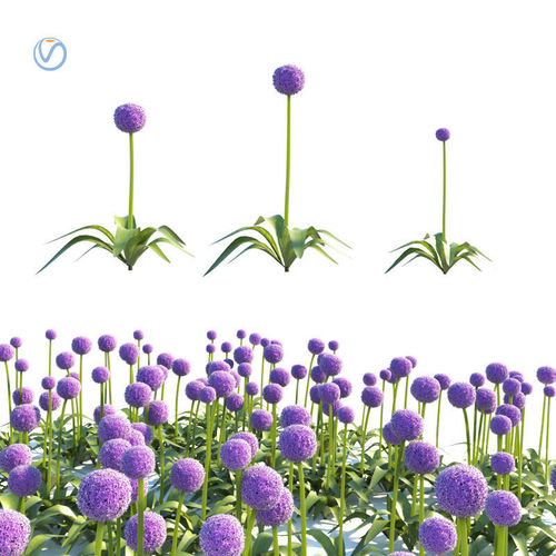 Allium globemaster plant 3D model