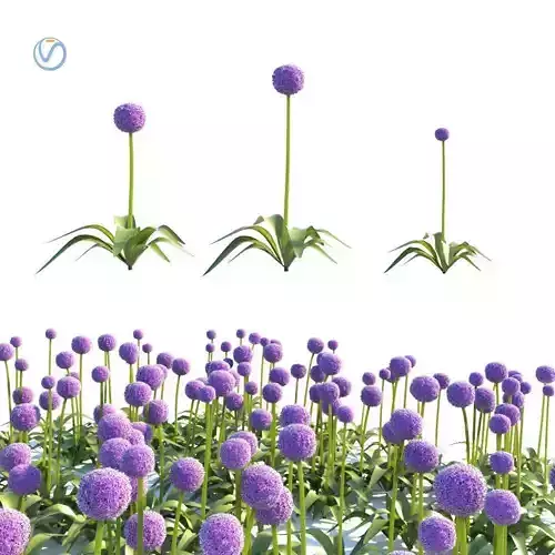 Allium globemaster plant