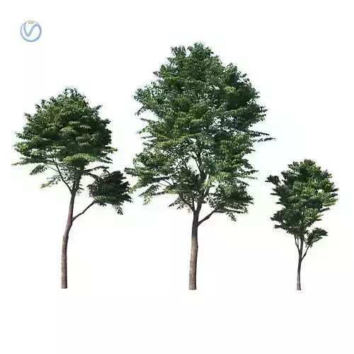 Fraxinus excelsior tree 3D model