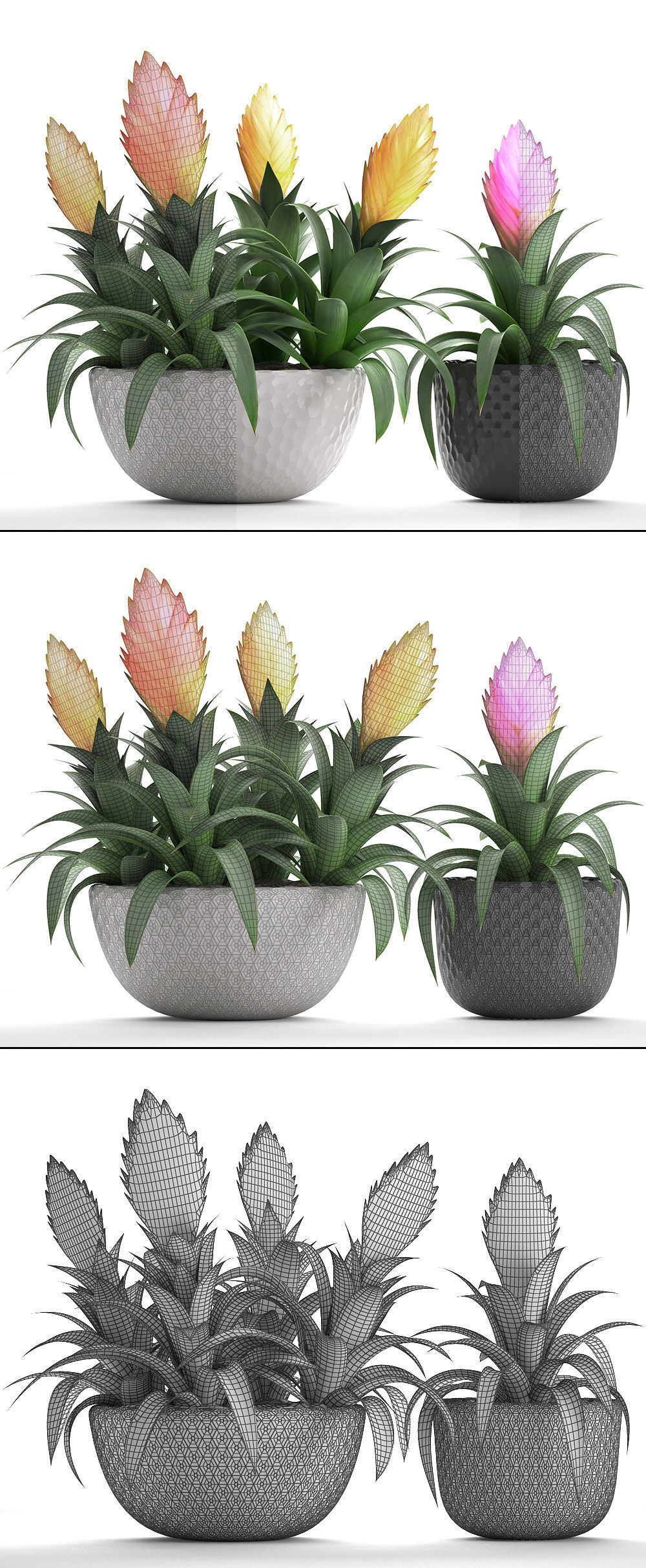Tropical plant Bromelia 3D model_4