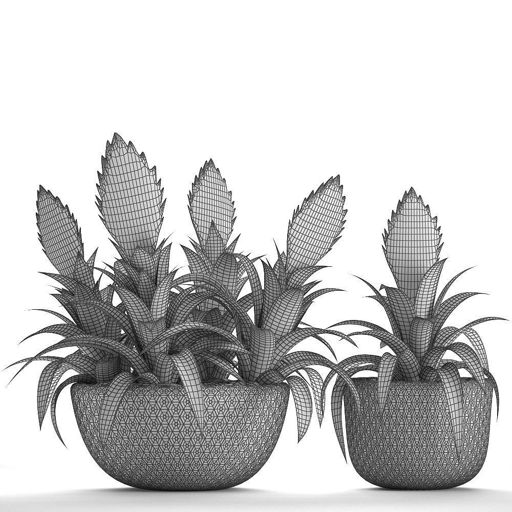 Tropical plant Bromelia 3D model_8