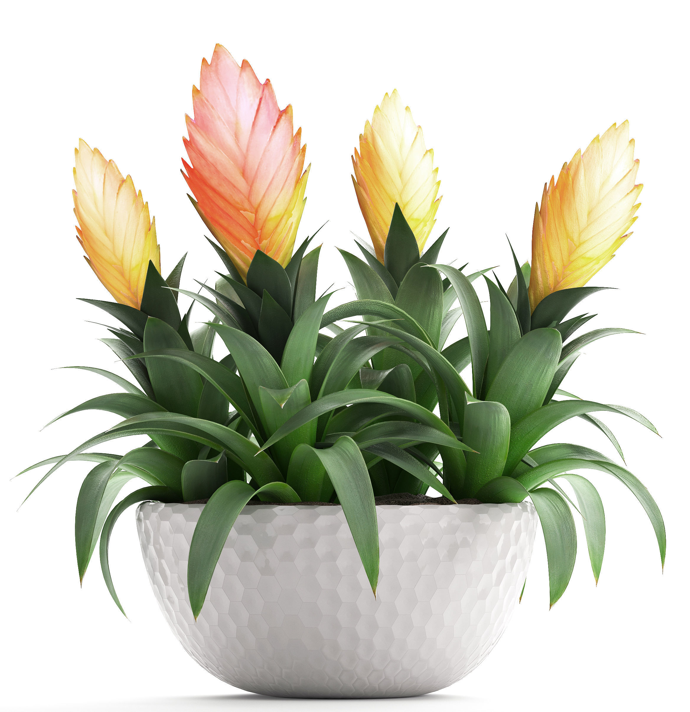 Tropical plant Bromelia 3D model_5