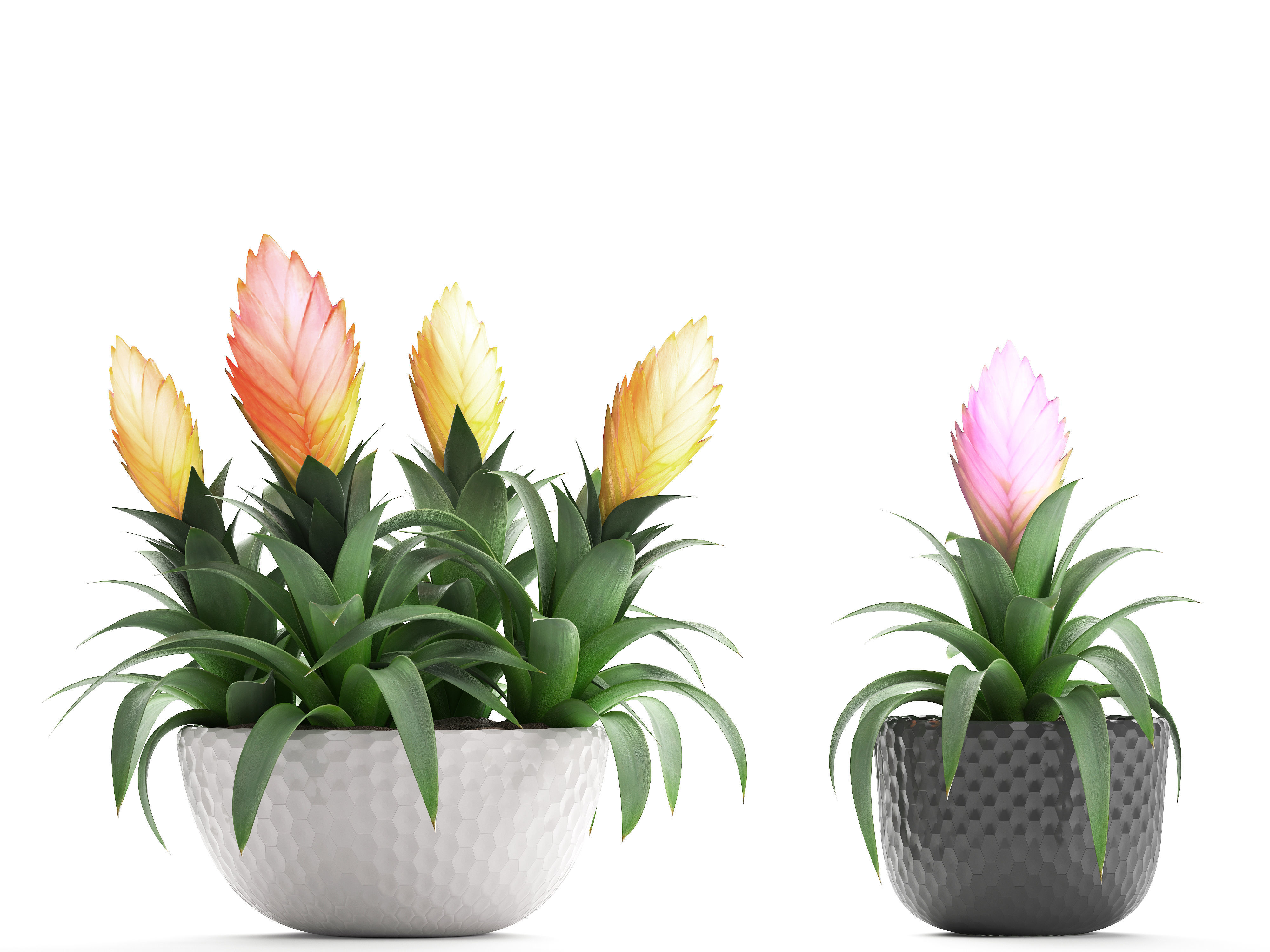 Tropical plant Bromelia 3D model_9