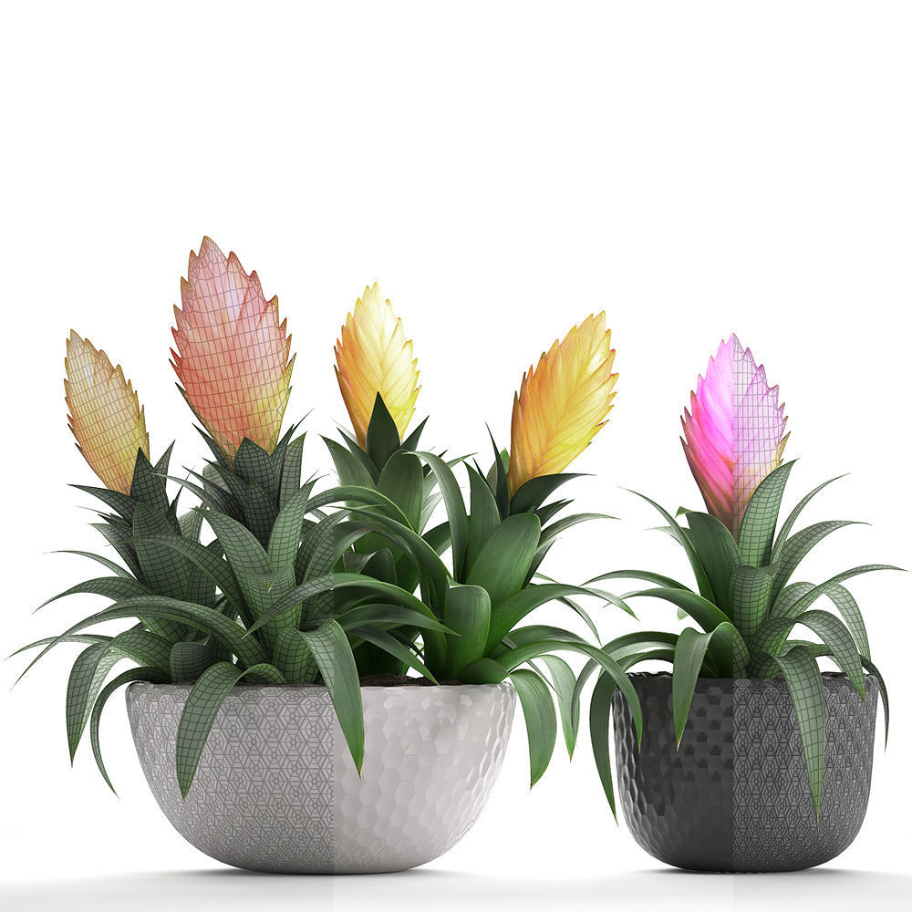 Tropical plant Bromelia 3D model_3