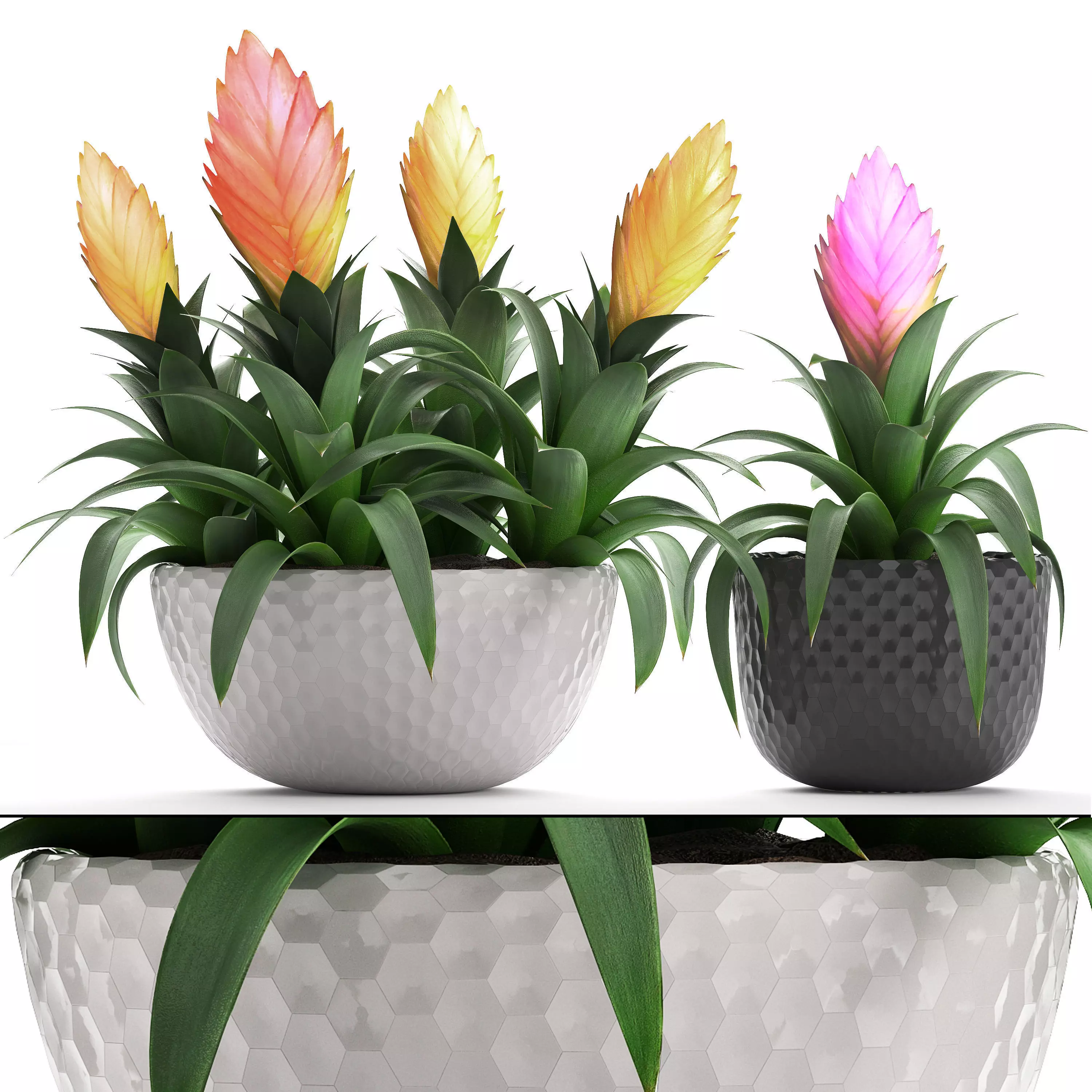 Tropical plant Bromelia 3D model_0