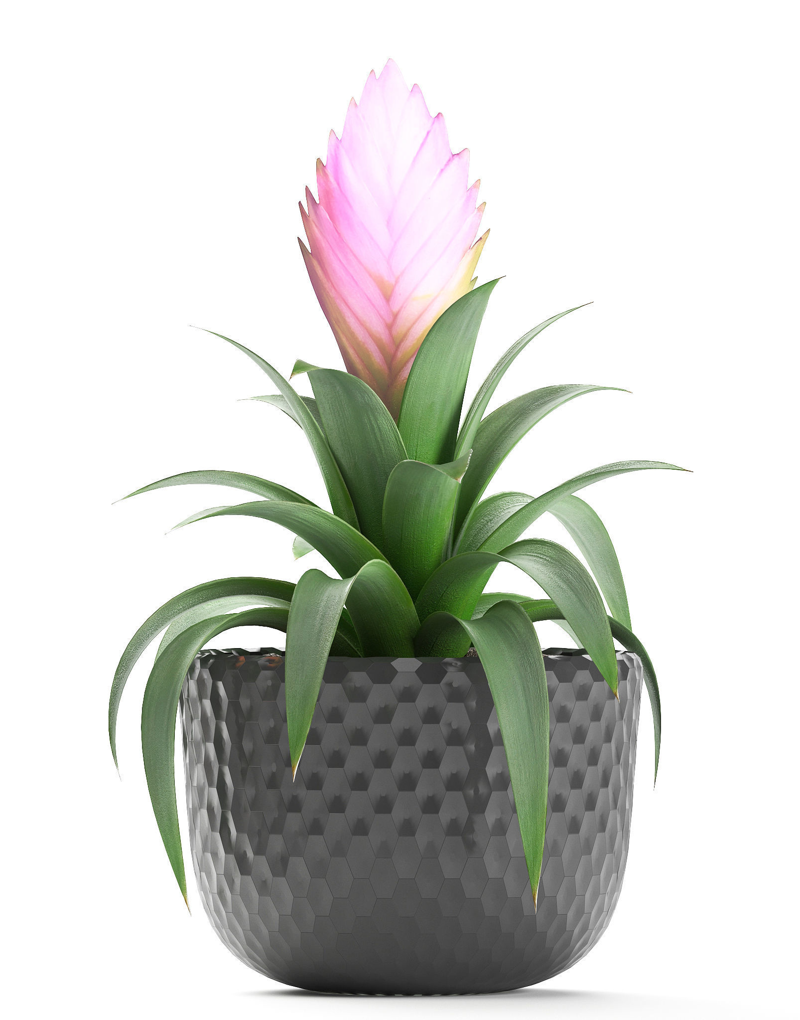 Tropical plant Bromelia 3D model_2