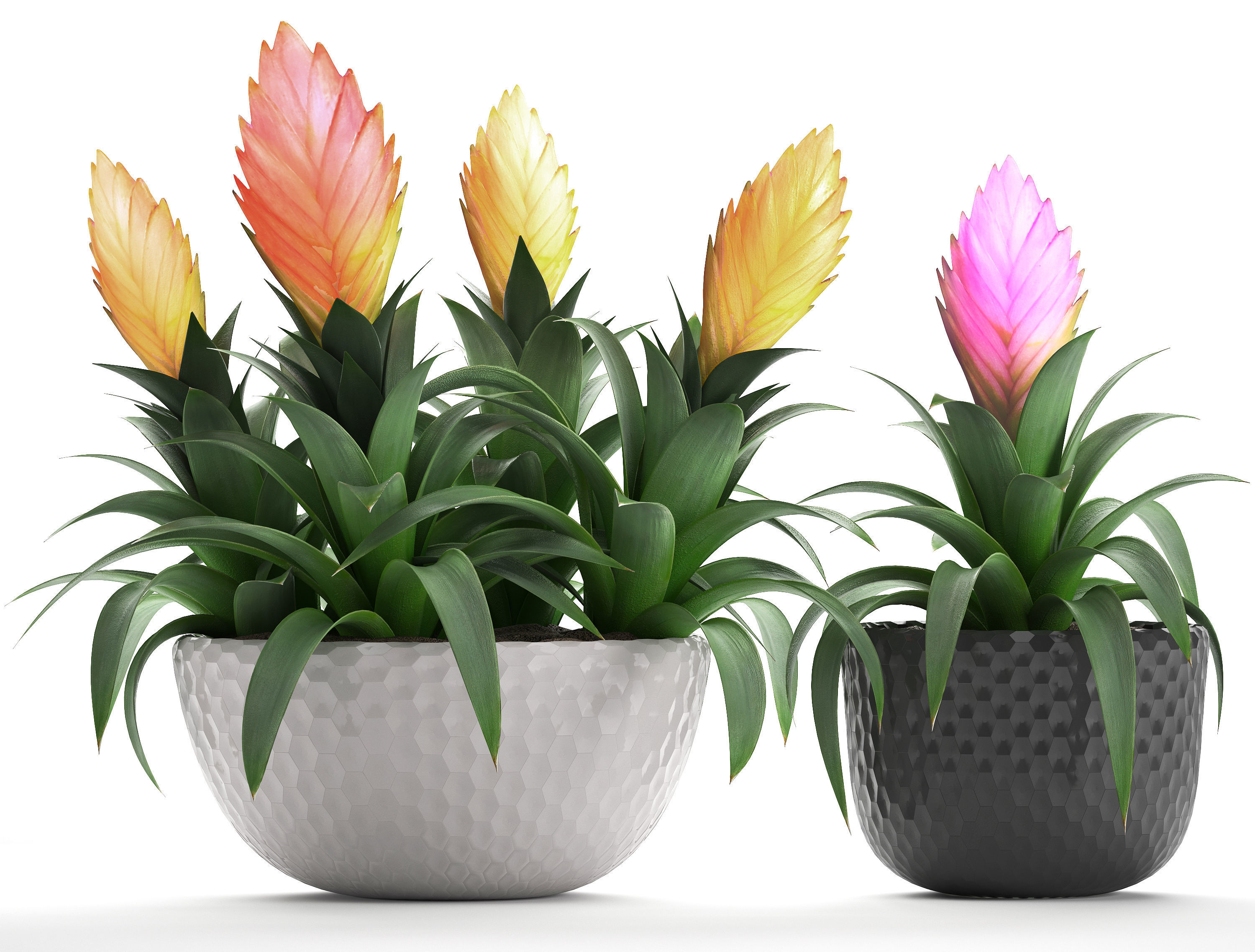 Tropical plant Bromelia 3D model_1