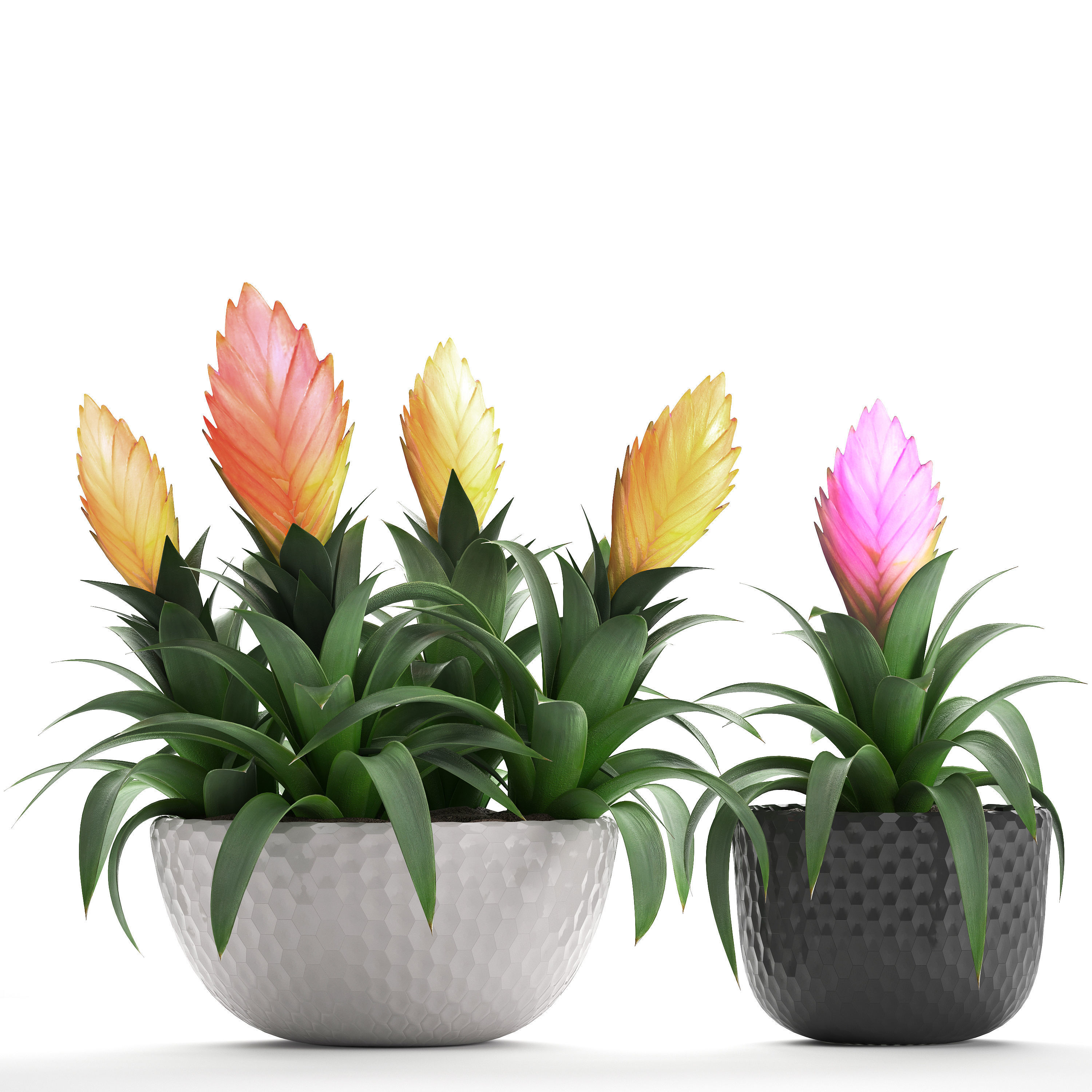 Tropical plant Bromelia 3D model_7