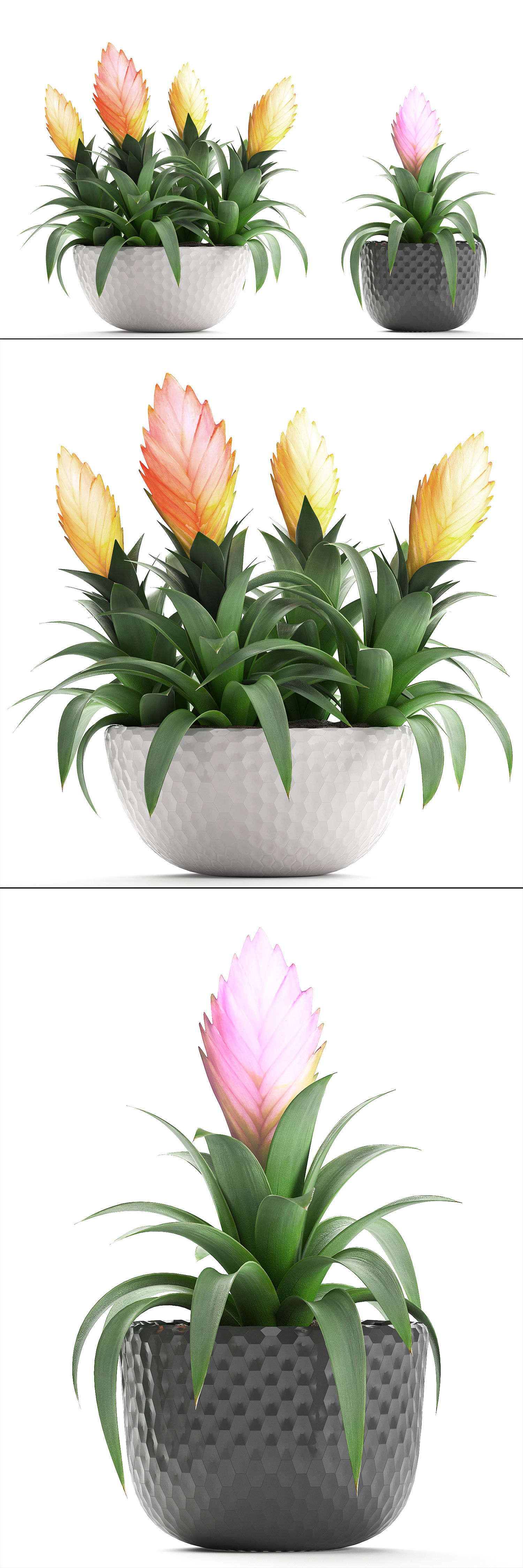 Tropical plant Bromelia 3D model_10
