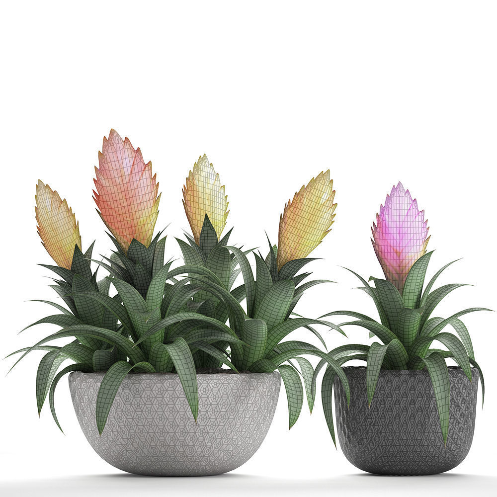 Tropical plant Bromelia 3D model_6