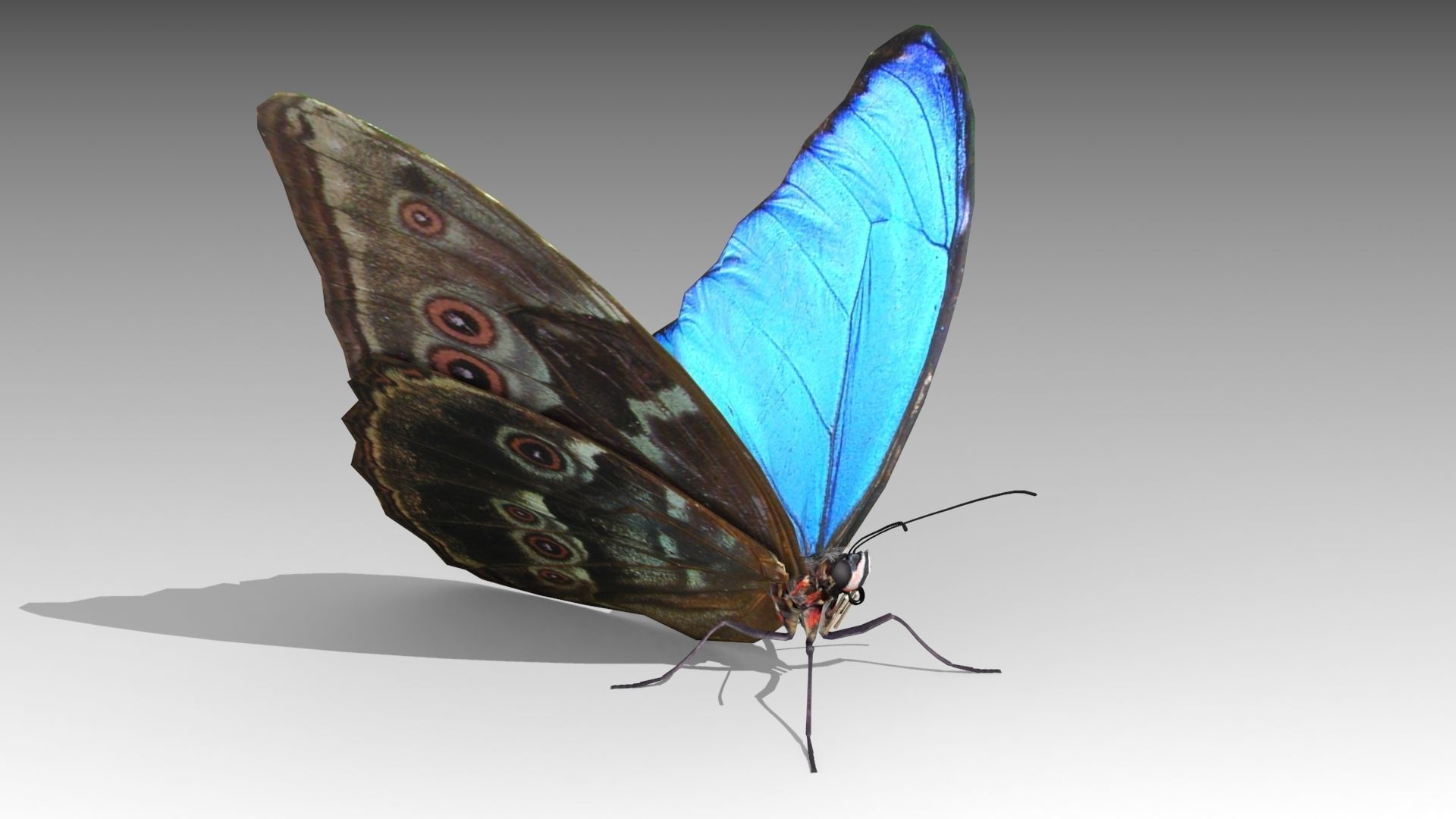 Blue Morpho Butterfly Low-poly 3D model_3
