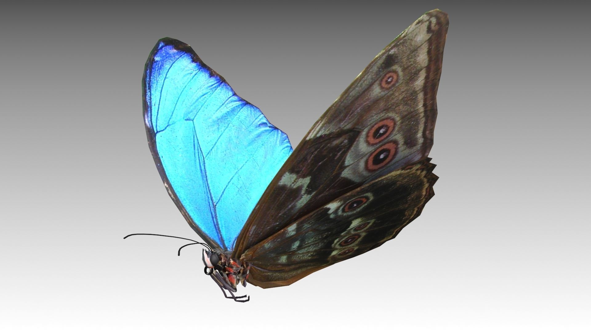 Blue Morpho Butterfly Low-poly 3D model_4