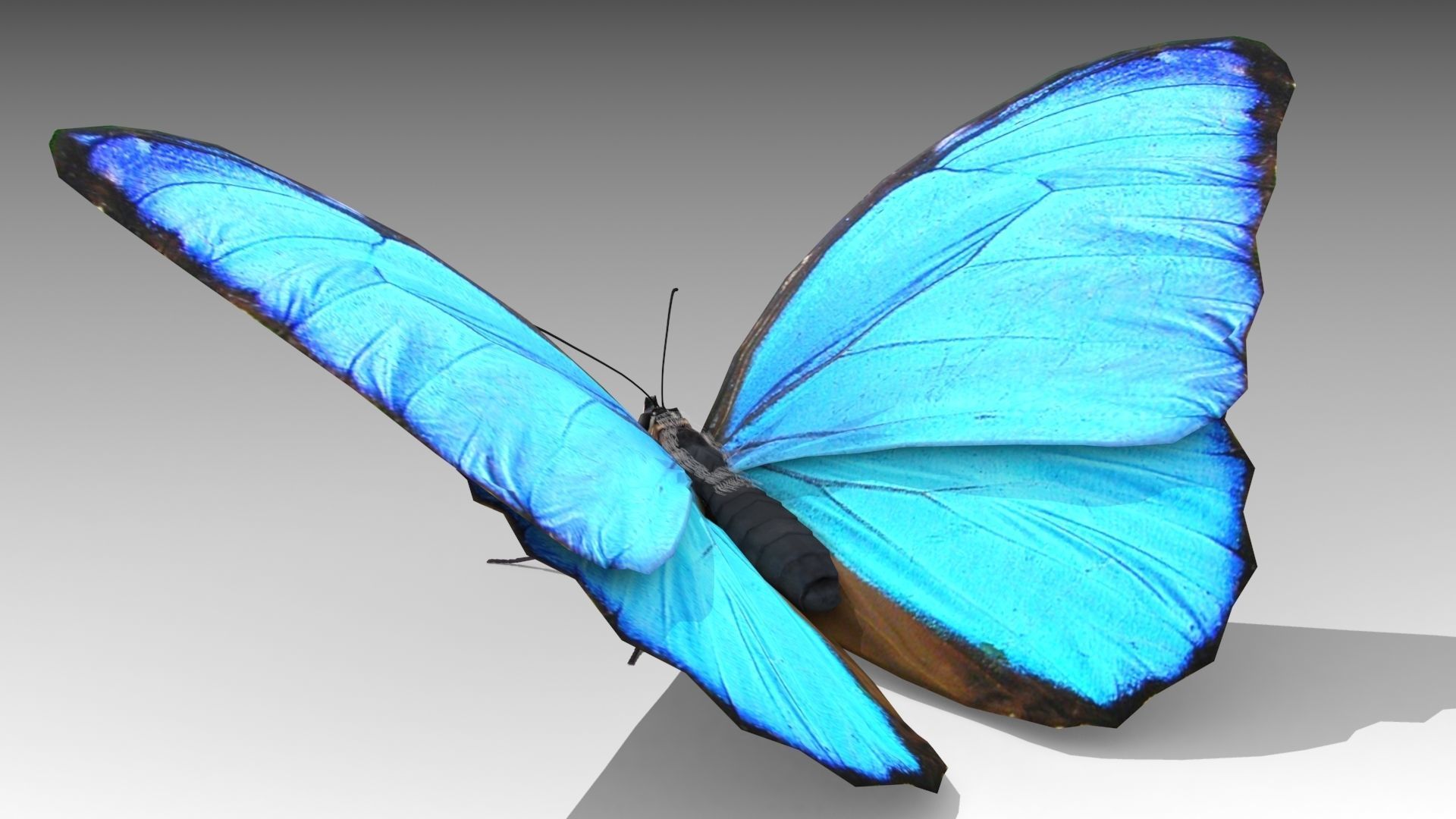 Blue Morpho Butterfly Low-poly 3D model_5