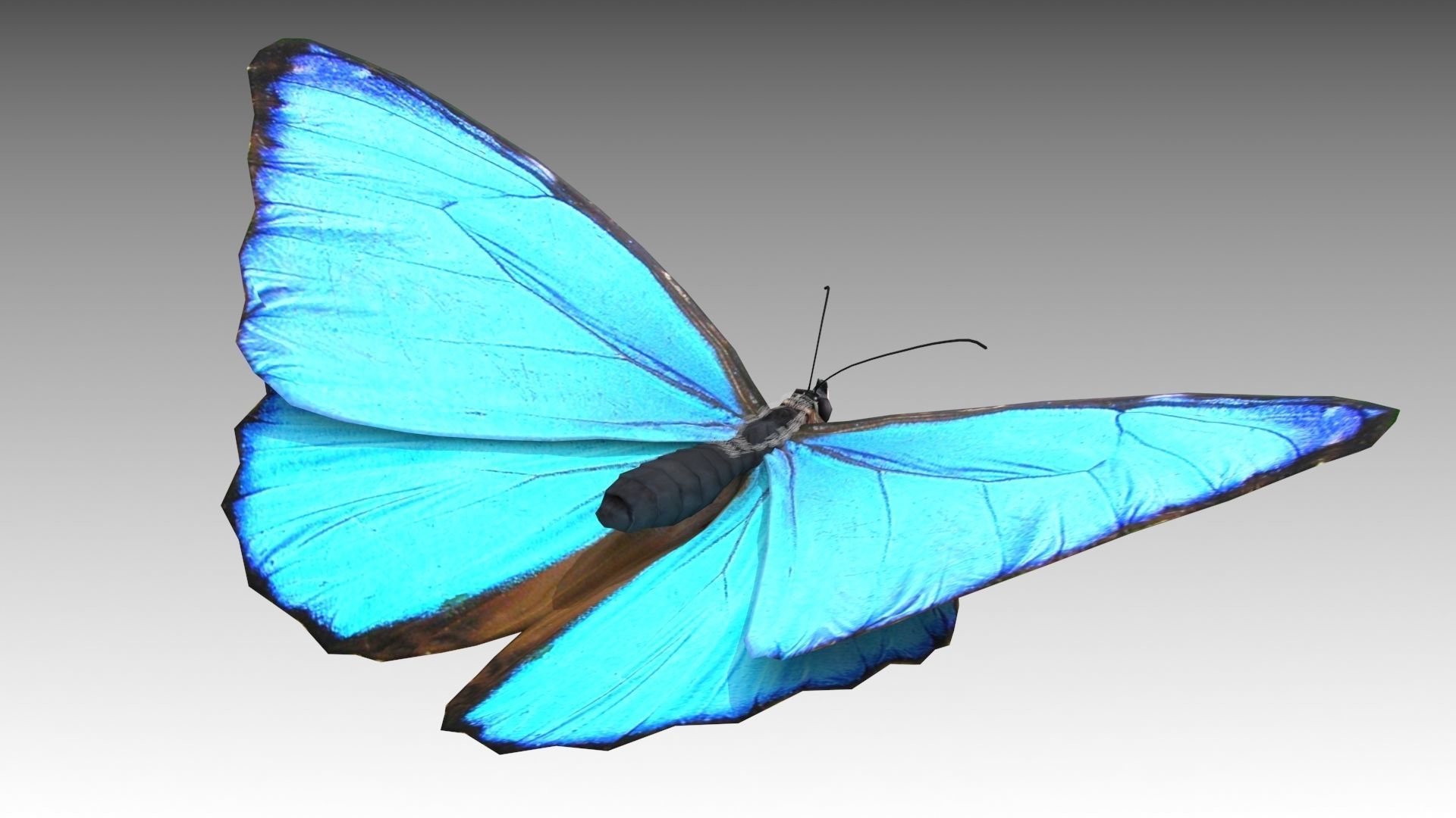 Blue Morpho Butterfly Low-poly 3D model_6