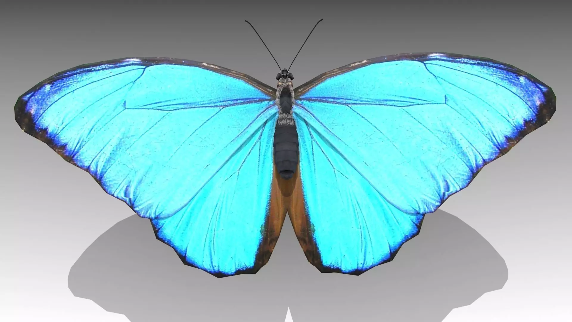 Blue Morpho Butterfly Low-poly 3D model_0
