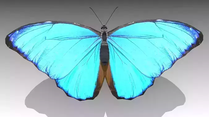 Blue Morpho Butterfly Low-poly 3D model