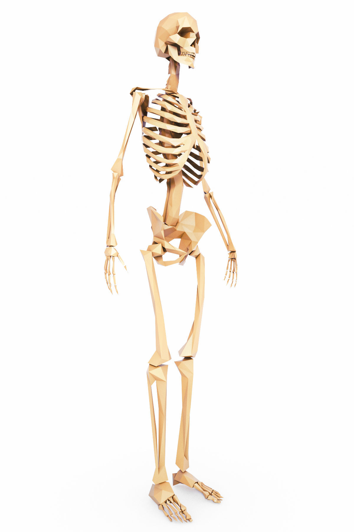 Human Skeleton Low Poly Low-poly 3D model_8