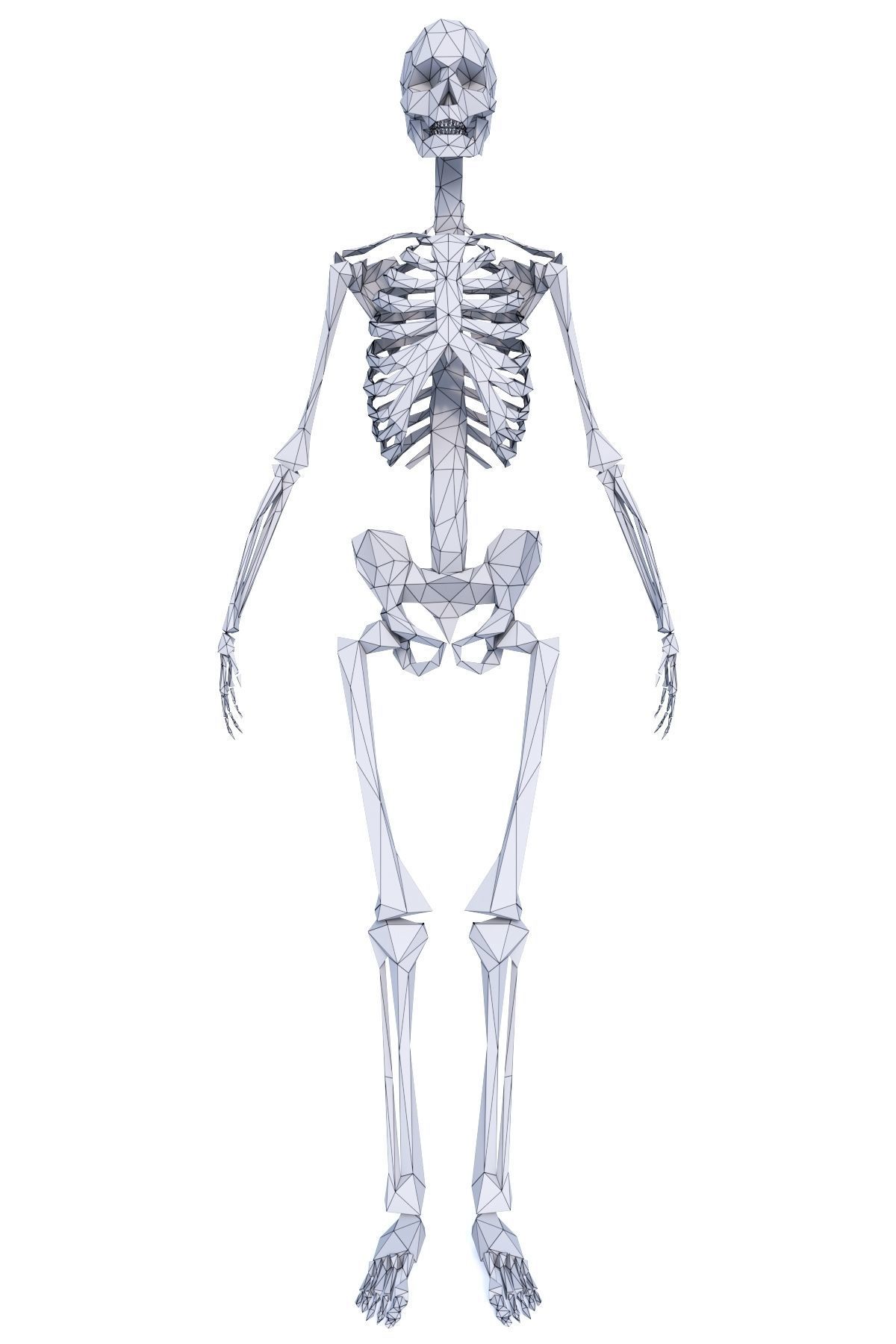 Human Skeleton Low Poly Low-poly 3D model_13