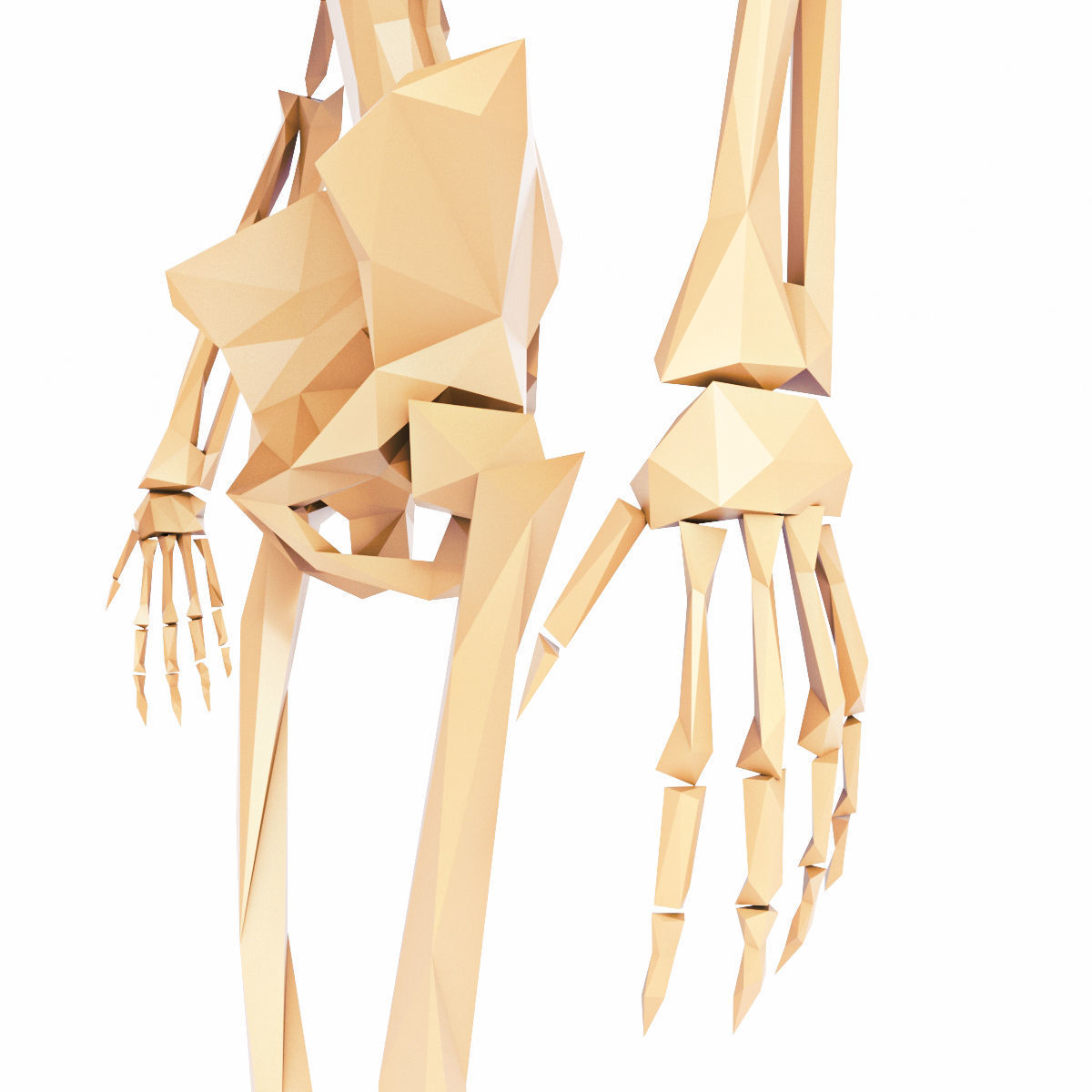 Human Skeleton Low Poly Low-poly 3D model_10