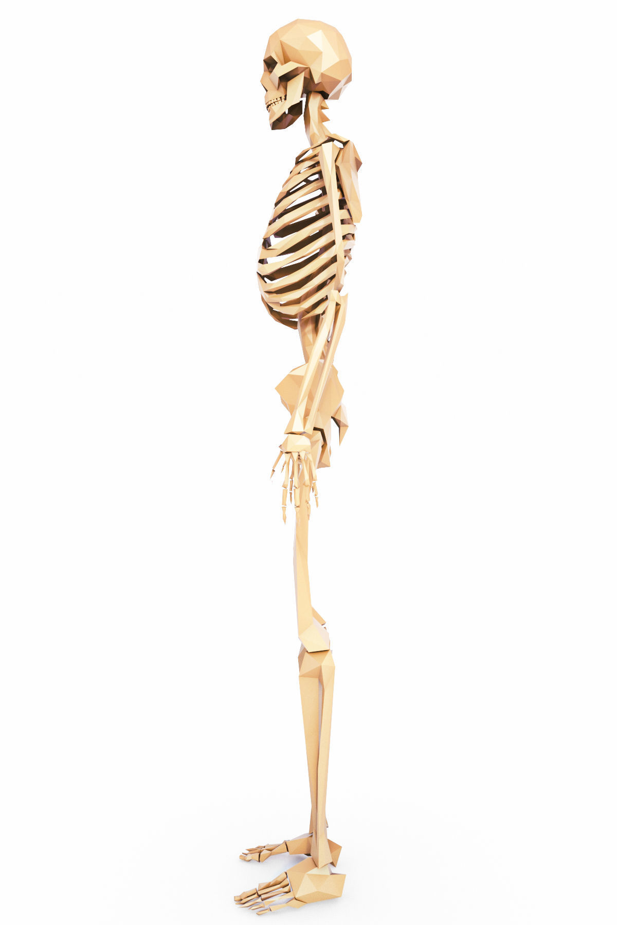 Human Skeleton Low Poly Low-poly 3D model_3