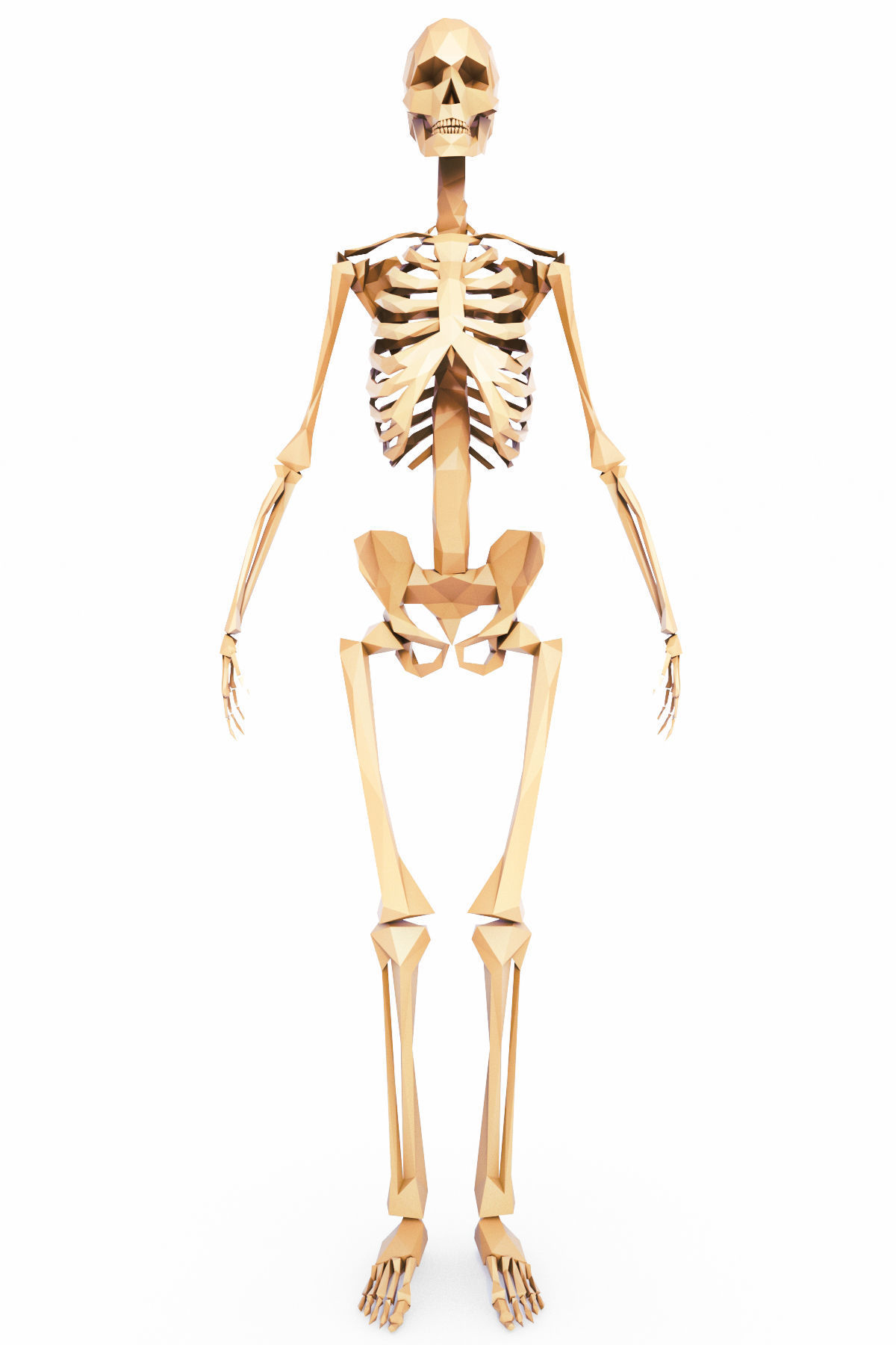Human Skeleton Low Poly Low-poly 3D model_1