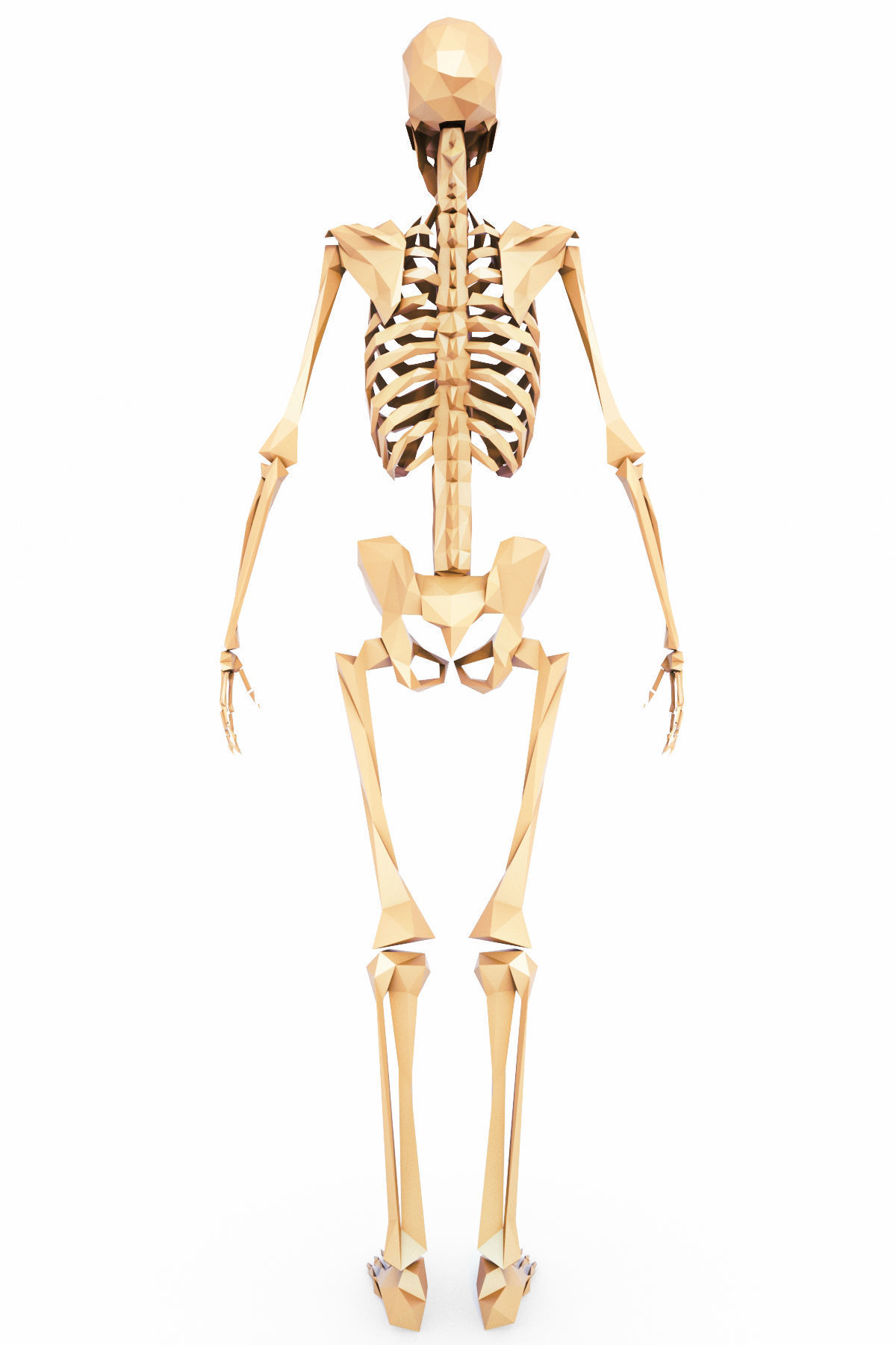 Human Skeleton Low Poly Low-poly 3D model_5